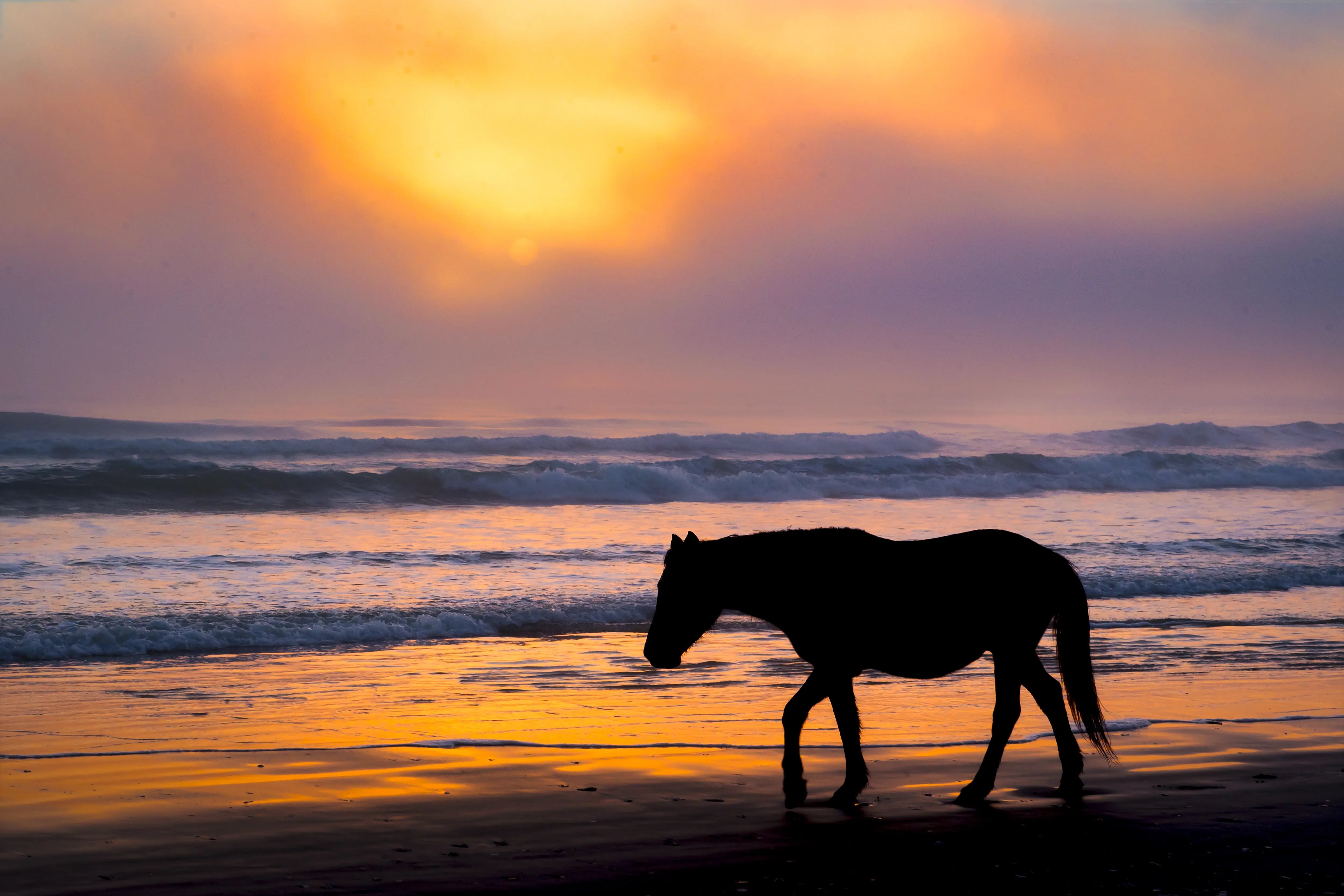 Image of wild horse on a North Carolina beach at sunrise.