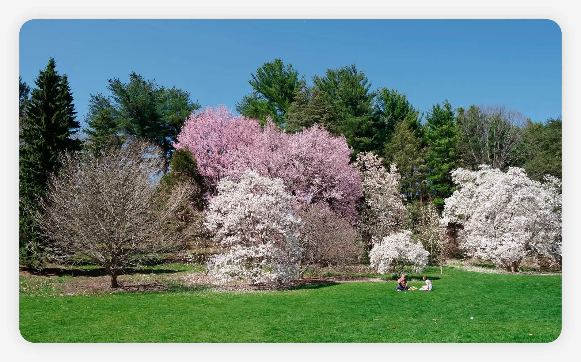 Blooming flowers in Arnold Arboretum of Harvard University in Boston, Massachusetts.
