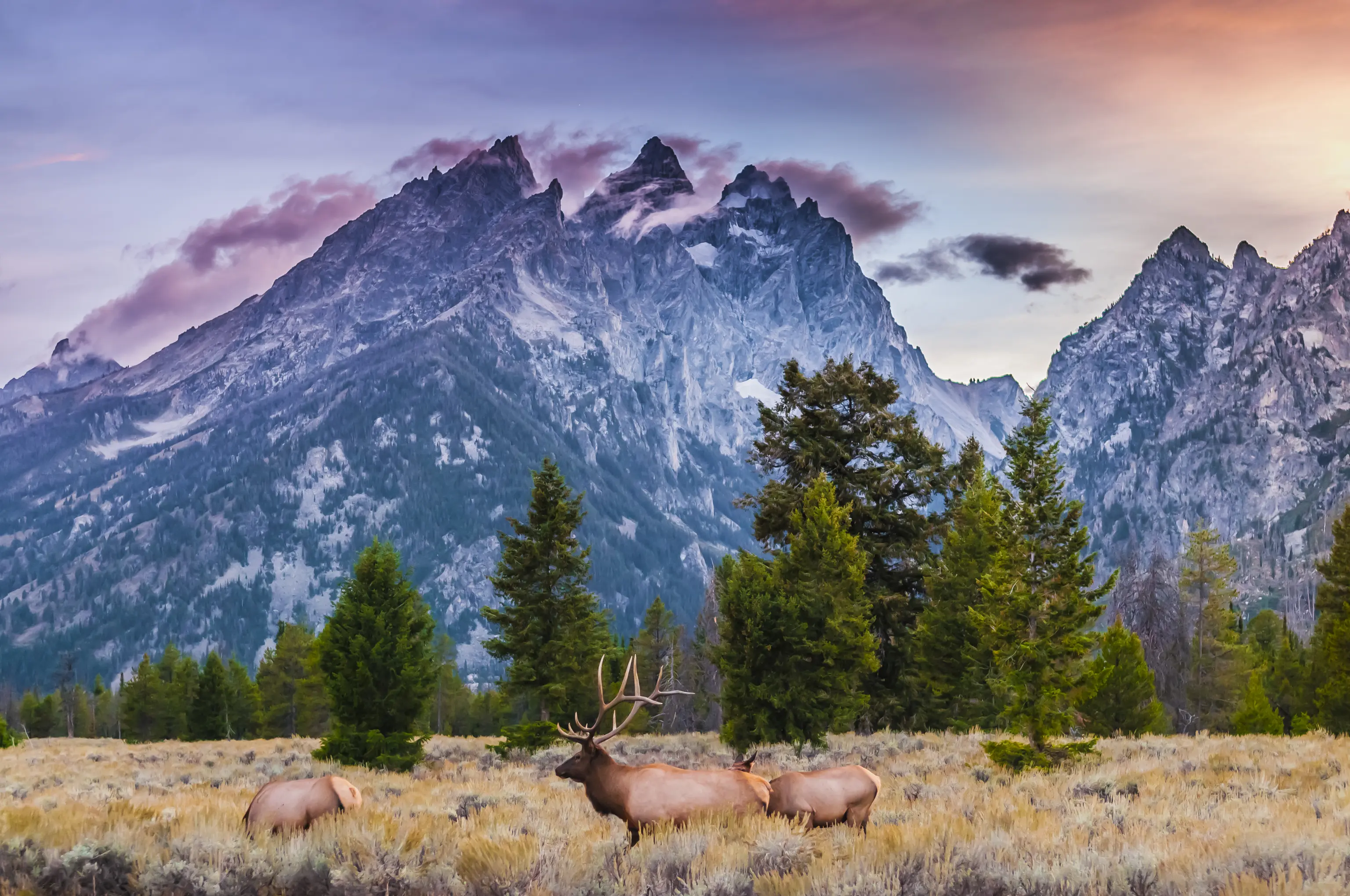 Elk in the Grand Tetons in Wyoming