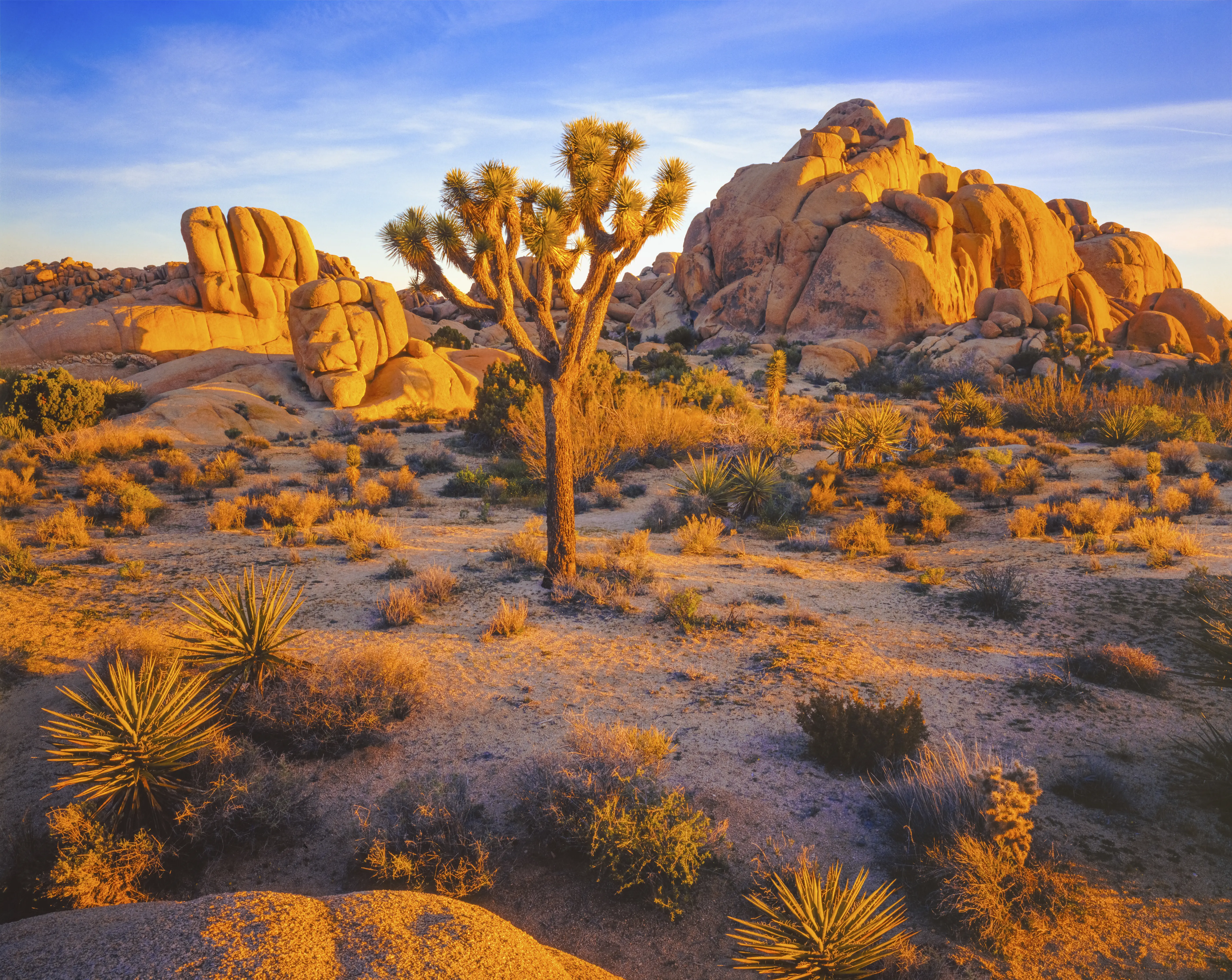 nature, desert, sunset