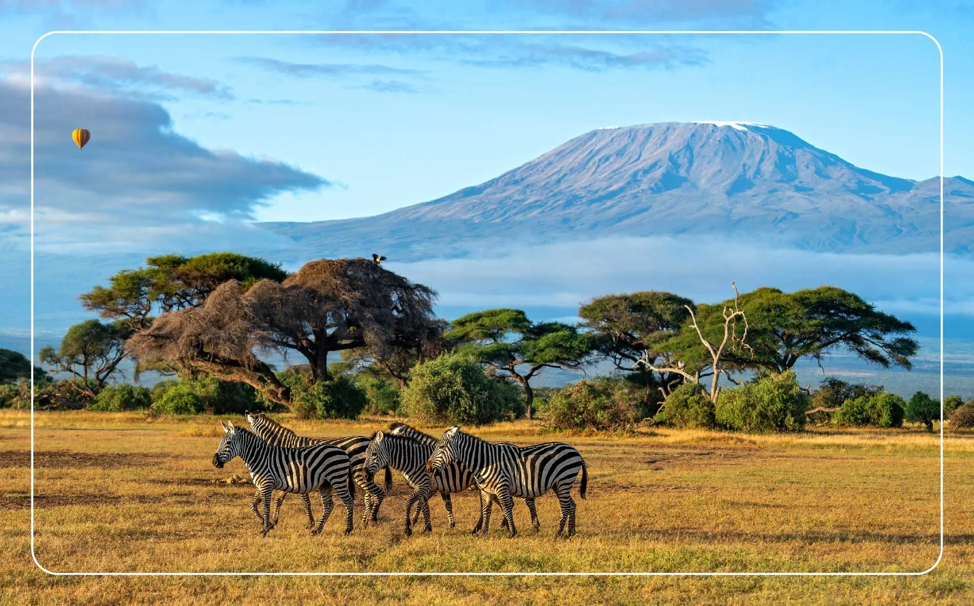 A herd of zebras stands in the plains with Mount Kilimanjaro towering in the distance.