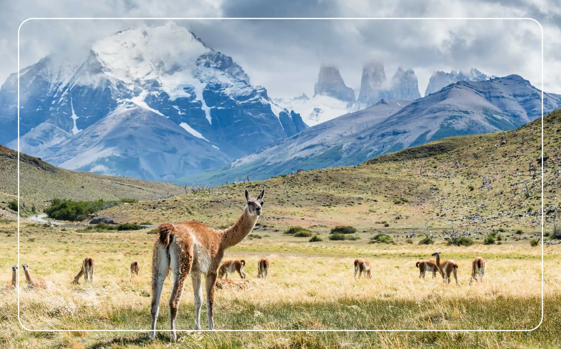A herd of Guanaco in Torres del Paine National Park, Patagonia, Chile.