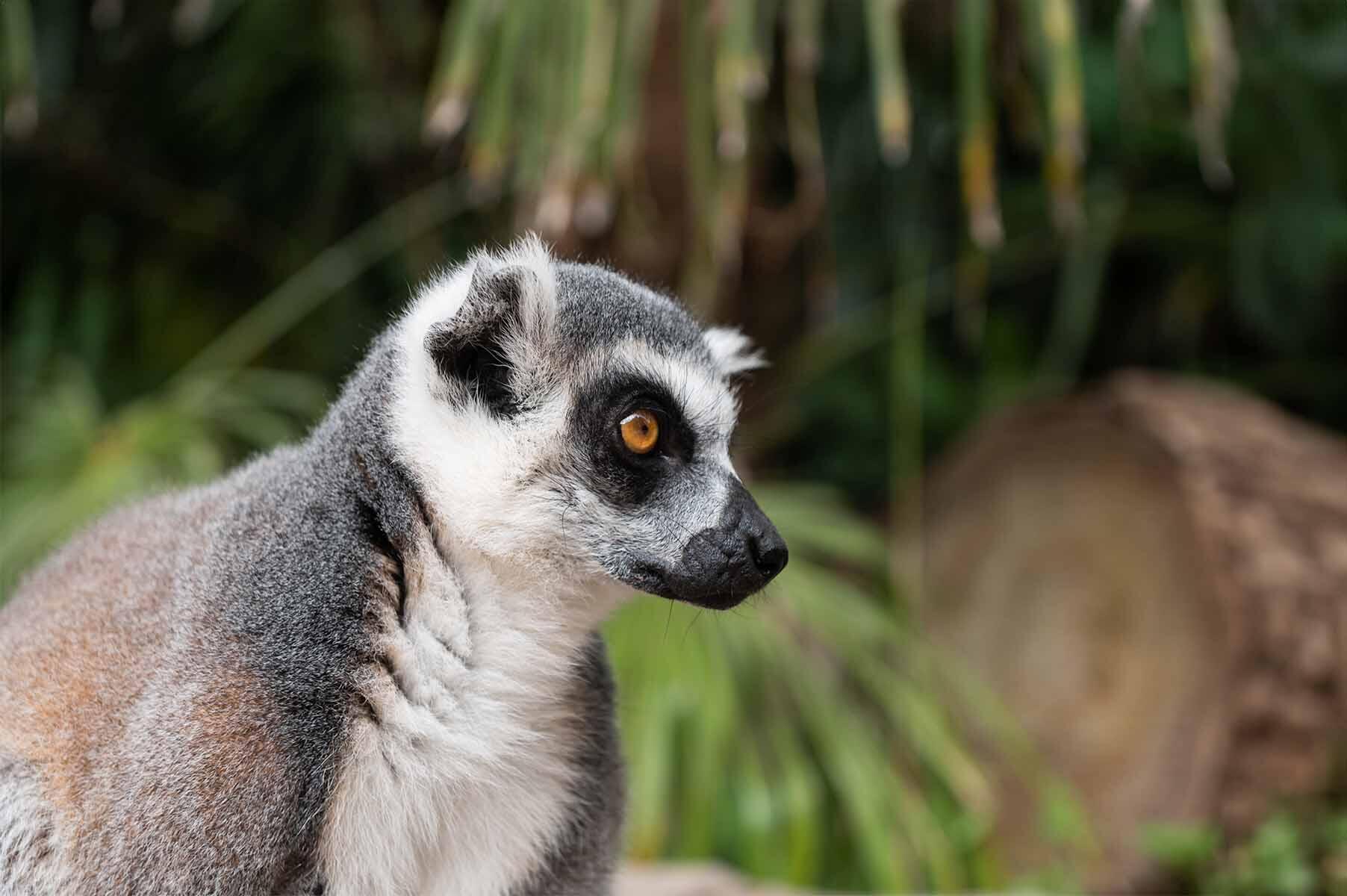 A lemur looking away in the Oregon Zoo
