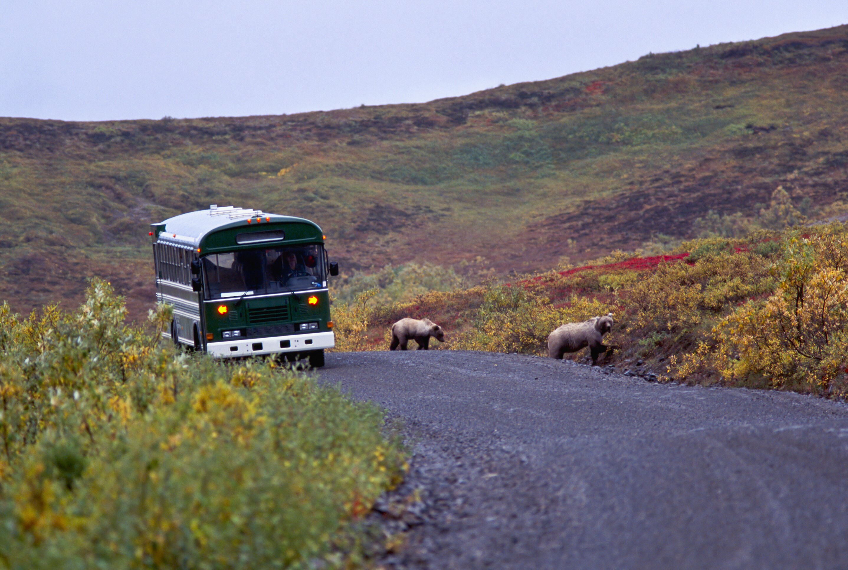 Denali National Park Scenic Road Road Trip