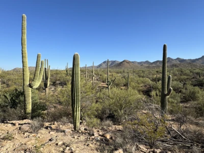 What to Do During a Winter Escape to Tucson, Arizona - Trip Canvas
