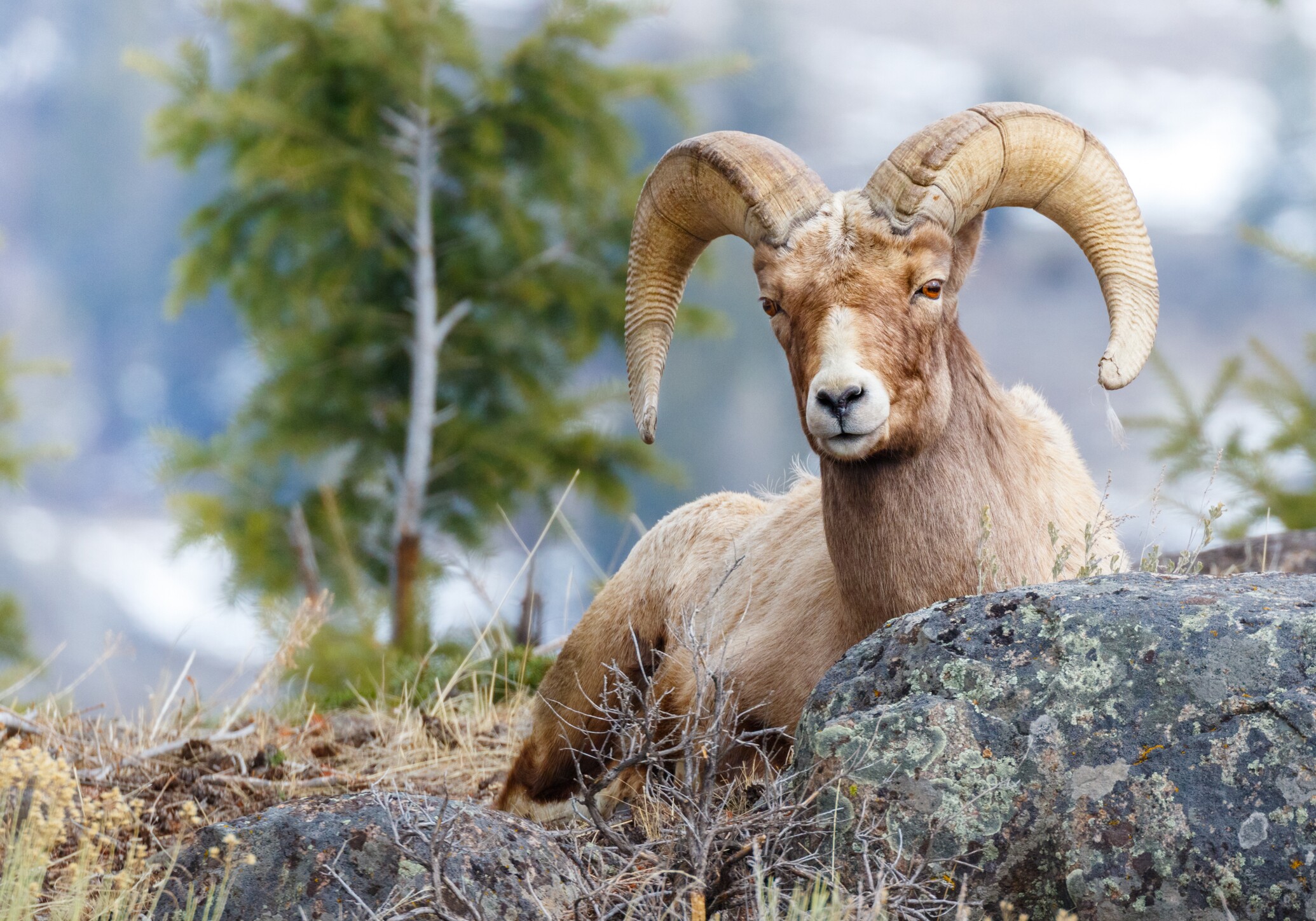 Wind River Canyon Scenic Byway Road Trip