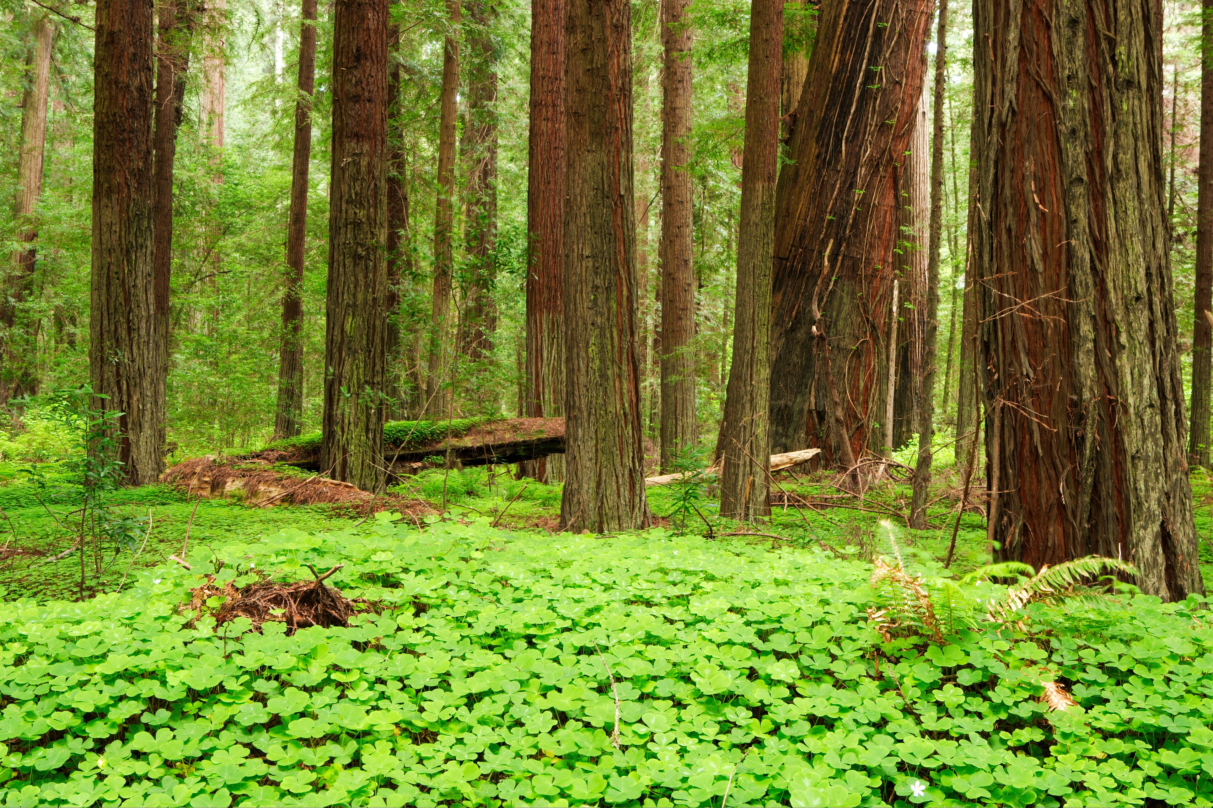 Avenue of the Giants Scenic Highway Road Trip