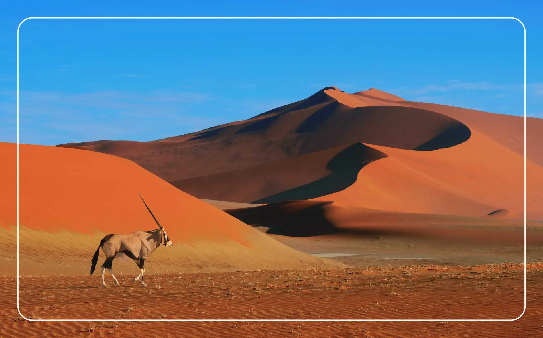 Antelope Oryx walk the red desert landscape of Namib-Naukluft national park, in Sossusvlei, Namibia.
