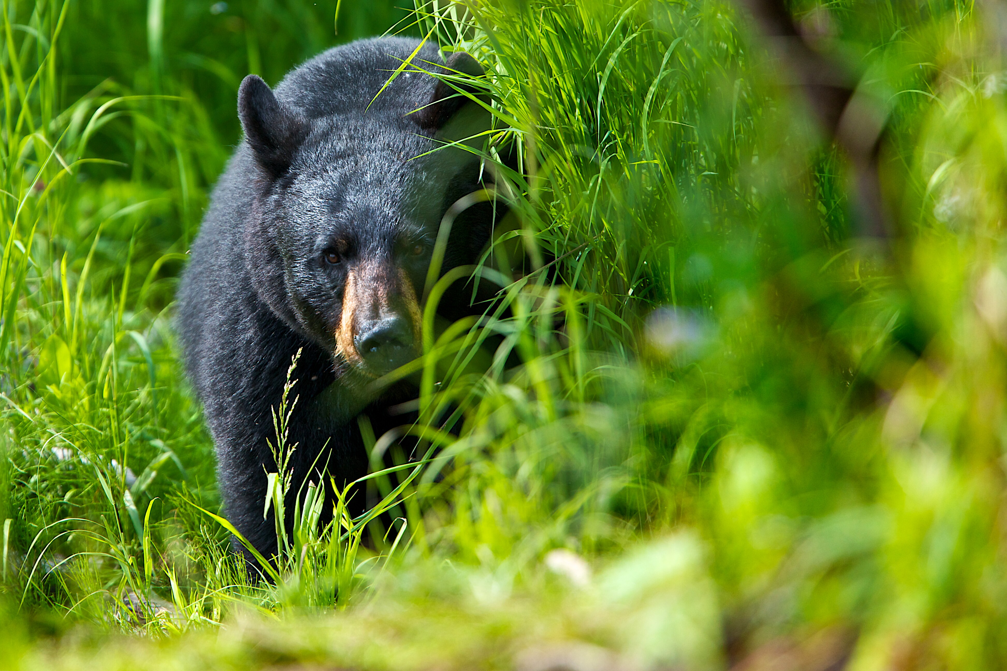 American black bear behind green bushes in Alaska