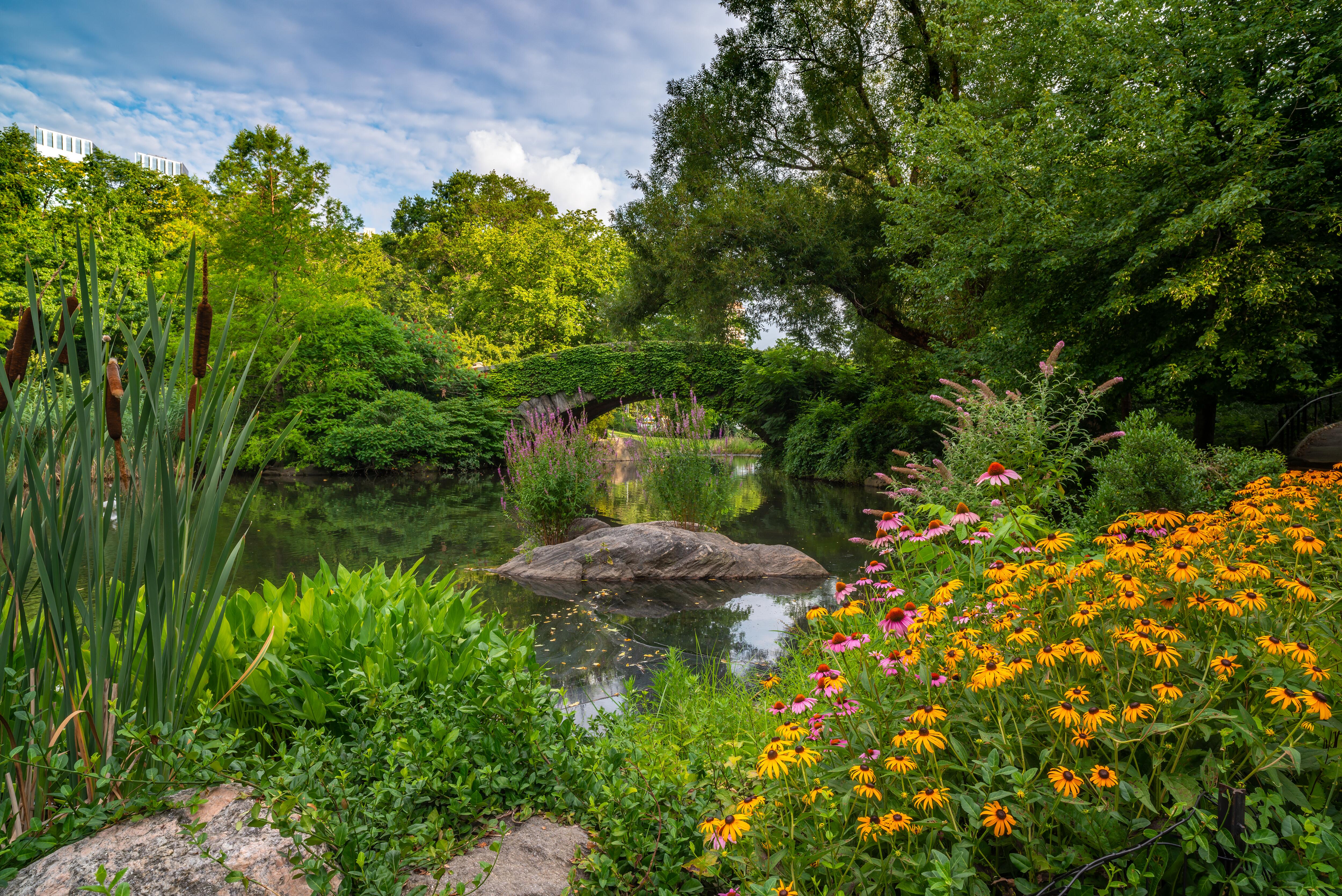 Early morning Gapstow Bridge in Central Park in summer with lush greenery and pink and yellow flowers