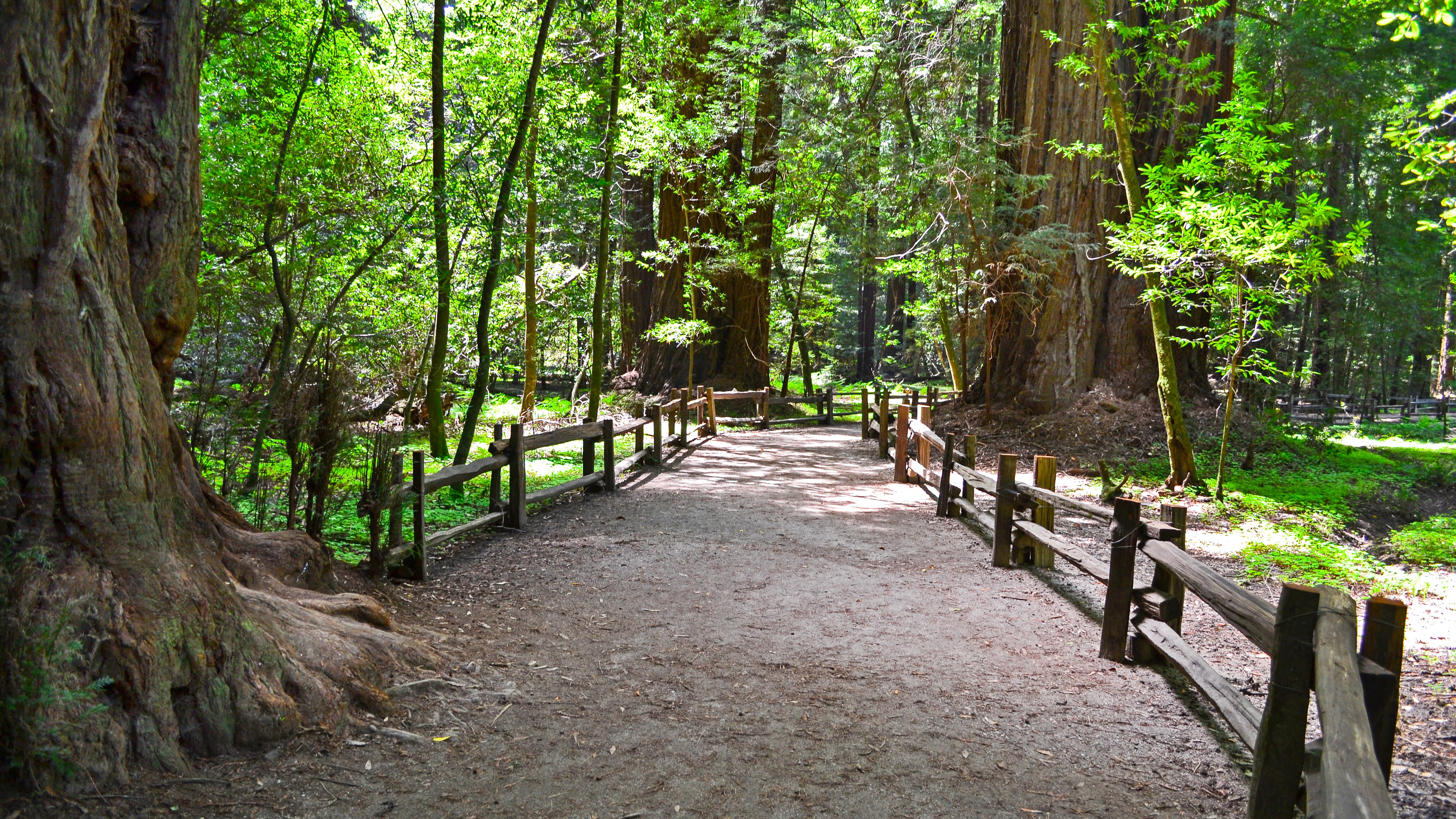 Santa Cruz Mountains Scenic Drive Road Trip