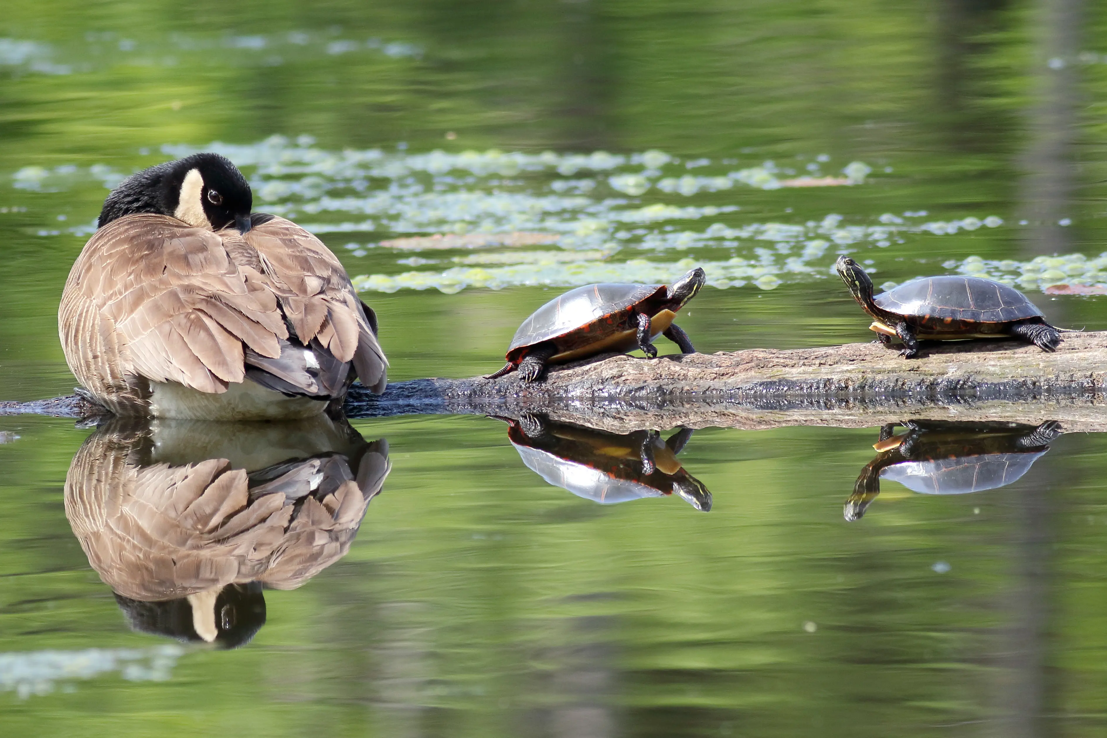 Enjoying a sunny day in the river with wonderful reflections of a Canadian Goose and two turtle friends on a log