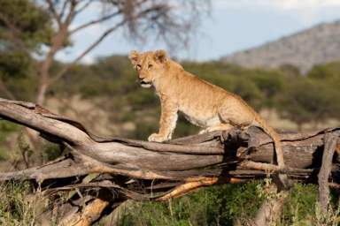 On Safari In Kenya + Tanzania