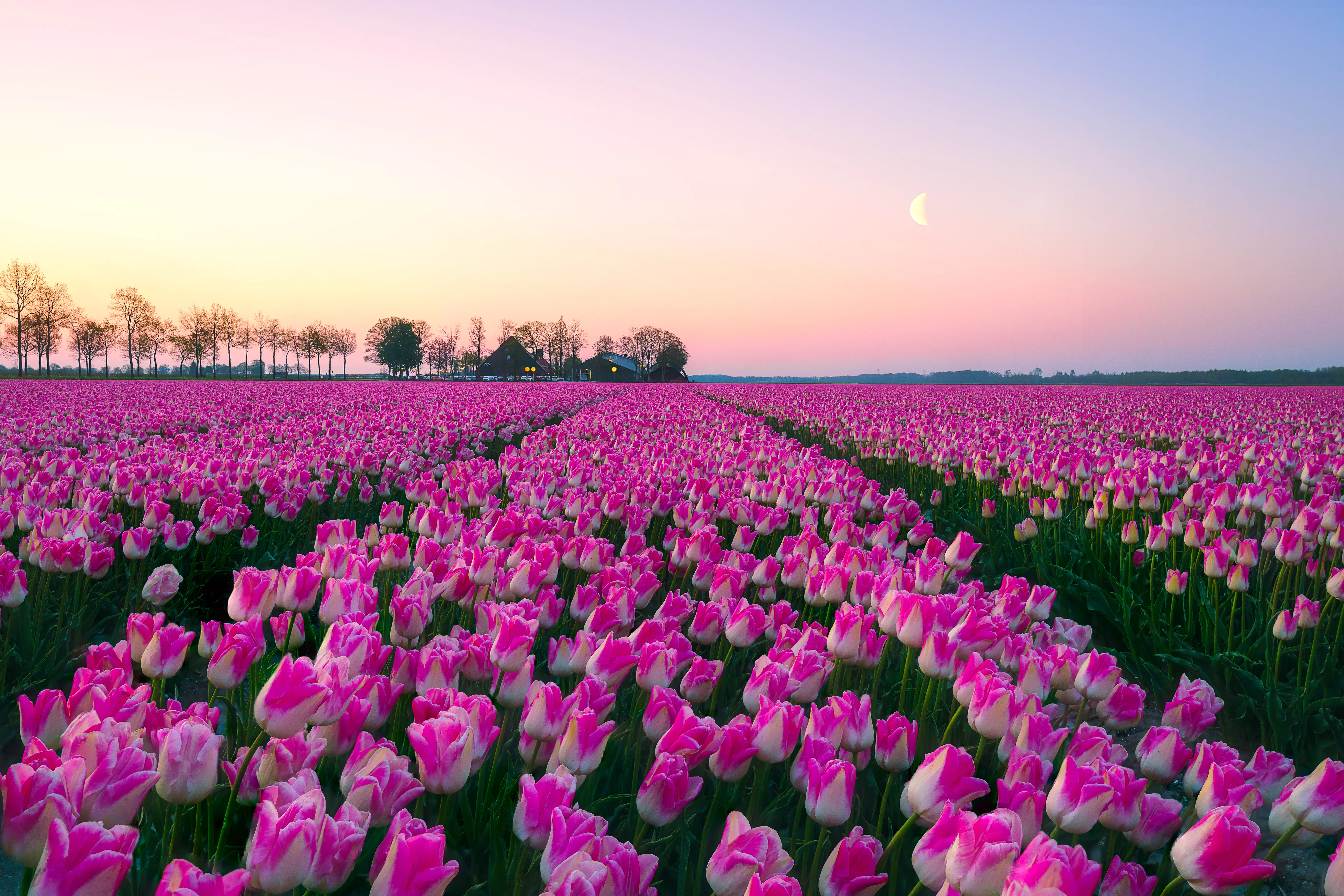 Outdoor image of the Keukenhof Gardens near Lisse.