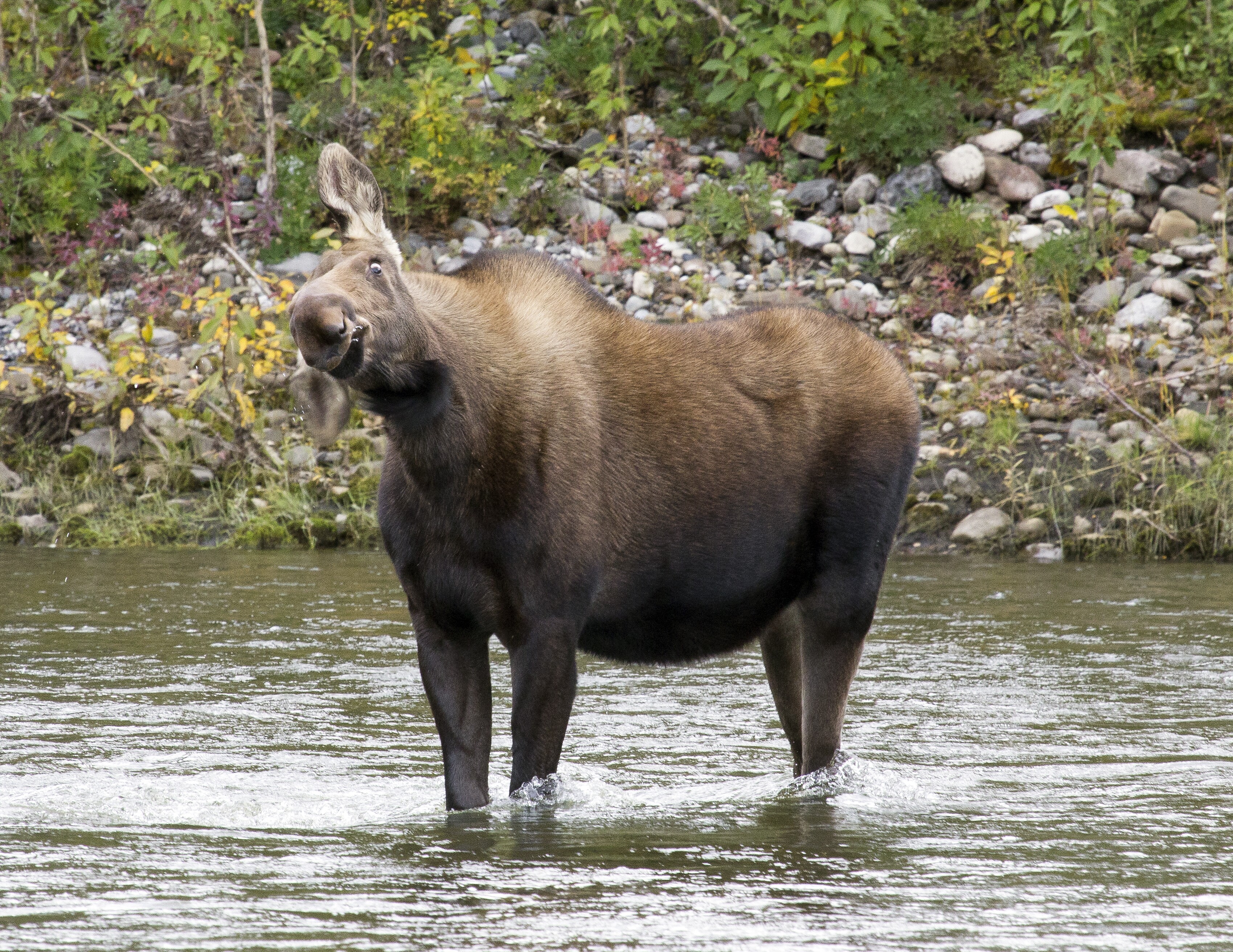 Dempster Scenic Highway Road Trip