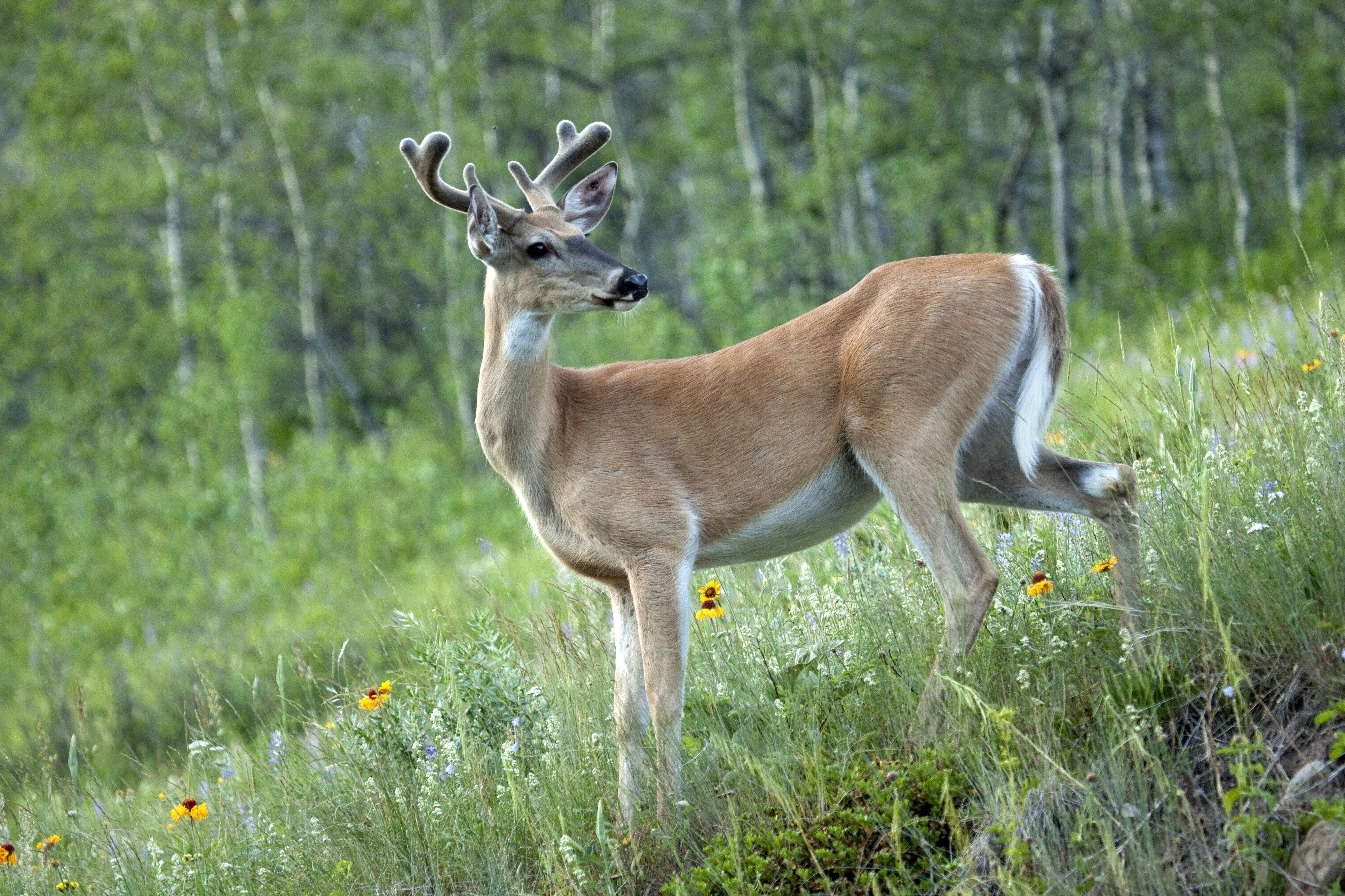 Bull River Scenic Highway Road Trip