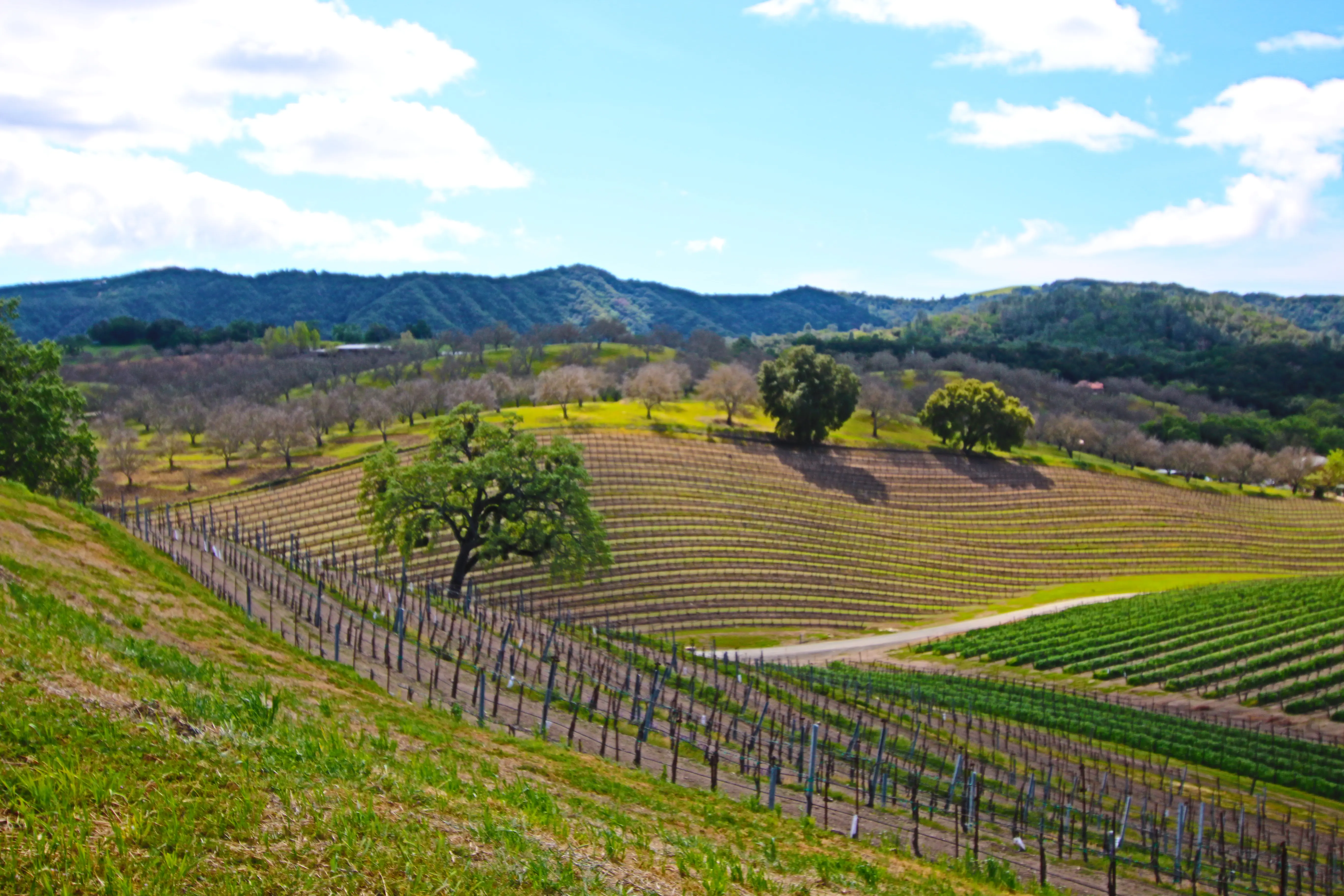 Vineyards in Paso Robles California