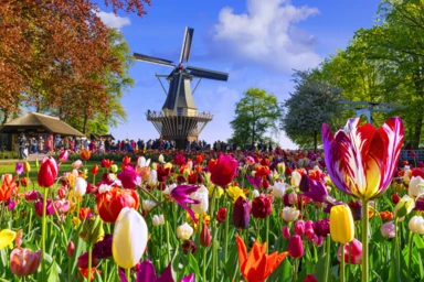 Canals, Champagne & Culture: A Journey through the Netherlands, Belgium & France featuring the Keukenhof Tulip Gardens