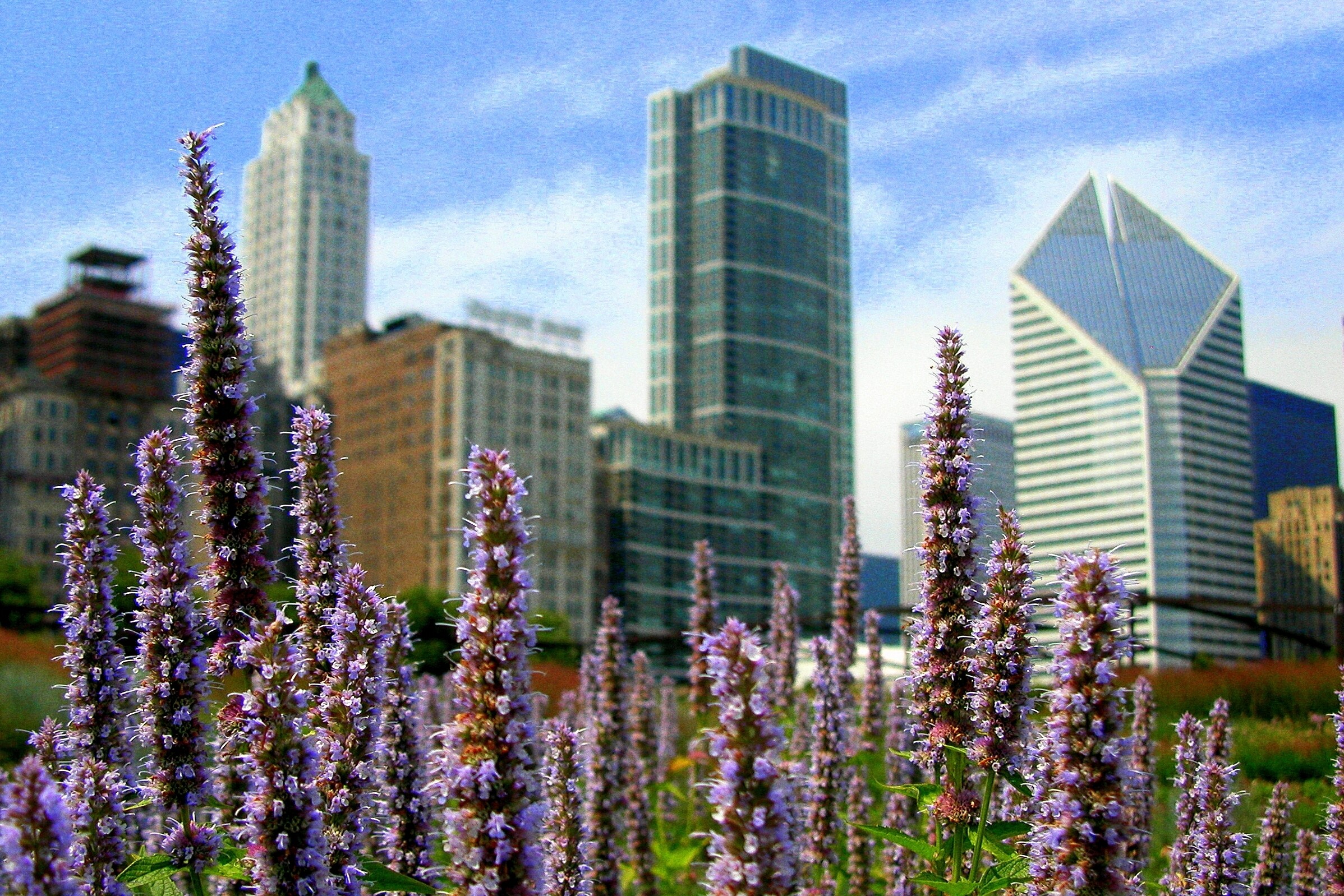 Closeup image of flowers with the Chicago skyline in the background.