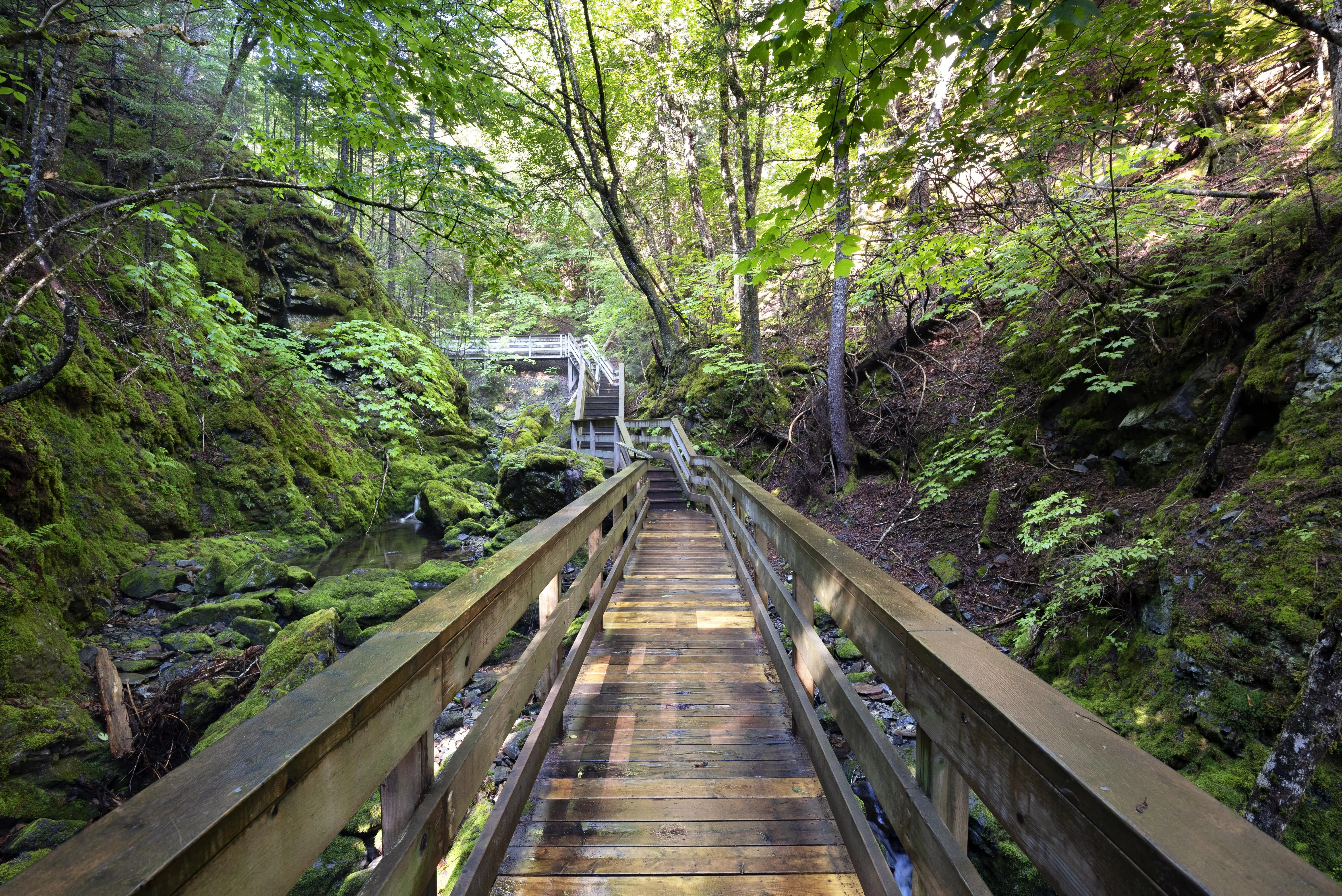 Image of a hiking trail, wooden footbridge in Fundy National Park, New Brunswick, Canada.