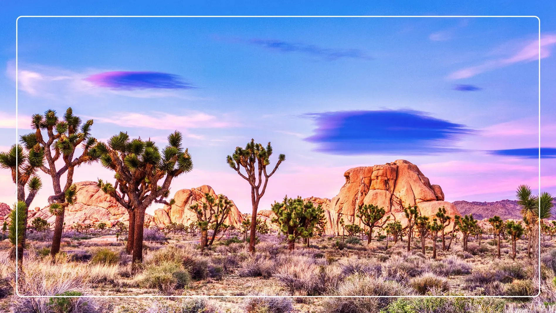 Joshua Tree National Park at sunset.