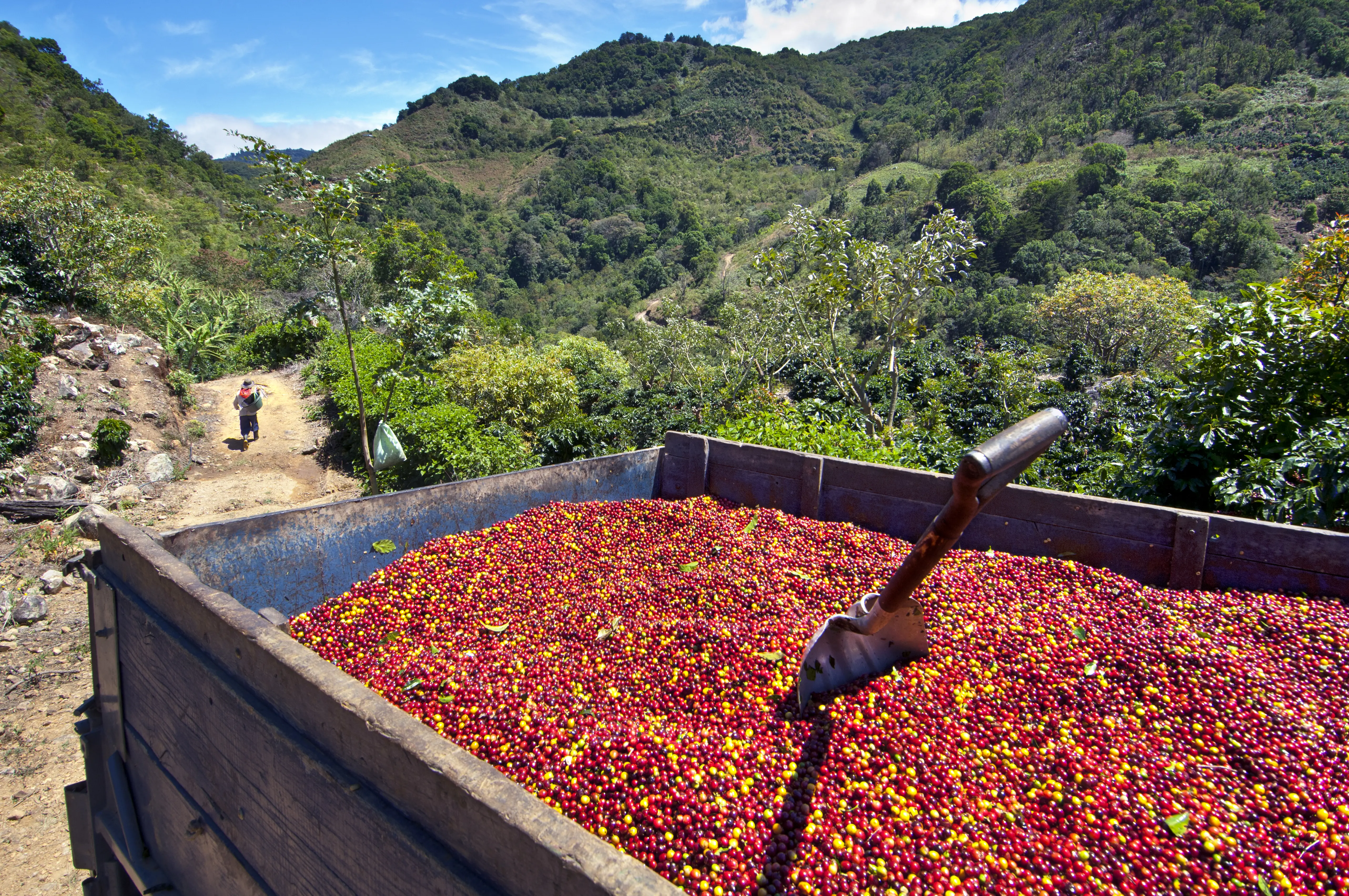A coffee farm's morning harvest of picked coffee cherries or berries fills the back of a pickup truck. The cherries will be driven to a coffee cooperative to be weighed.