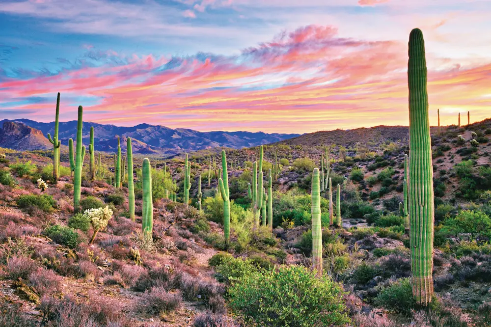 Sunrise in Sonoran Desert, with blooming Saguaros.
