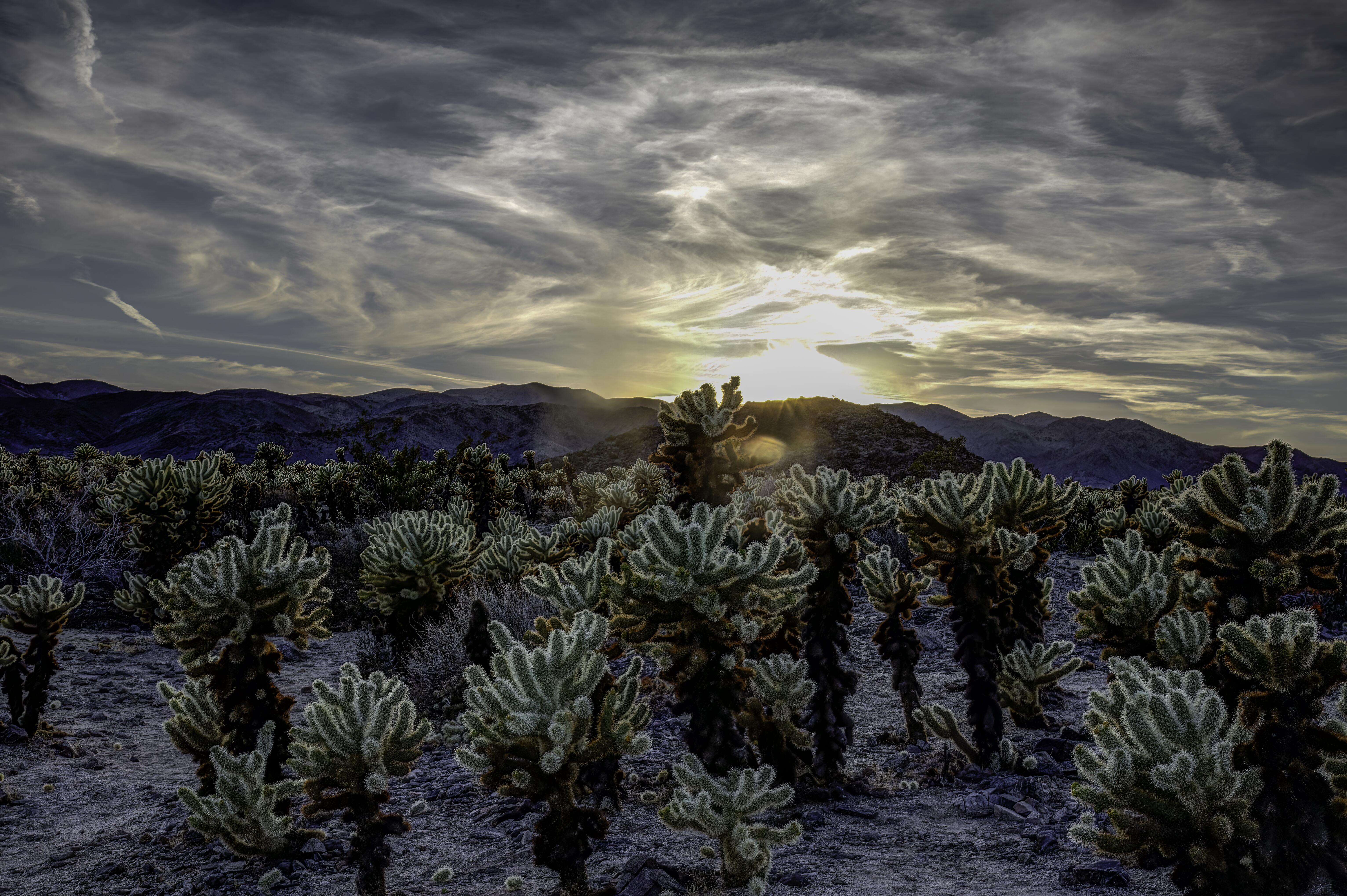 Image of the Cholla Cactus Garden in Joshua Tree National Park.