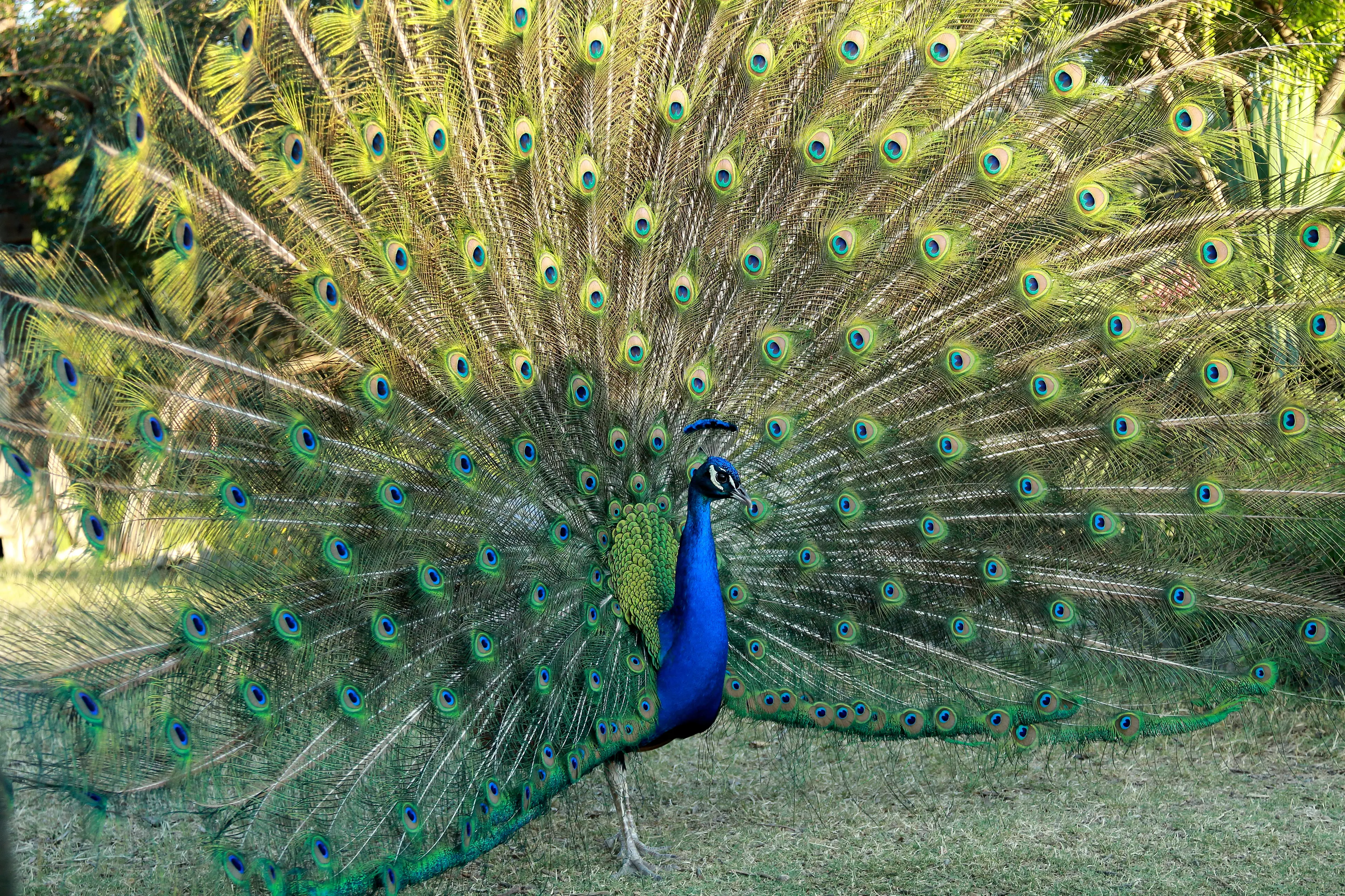 Peacock at Mayfield Park and Nature Preserve in Austin, Texas.