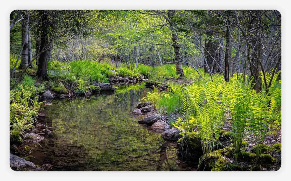 A stream running through the Wild Gardens of Acadia on a summer day
