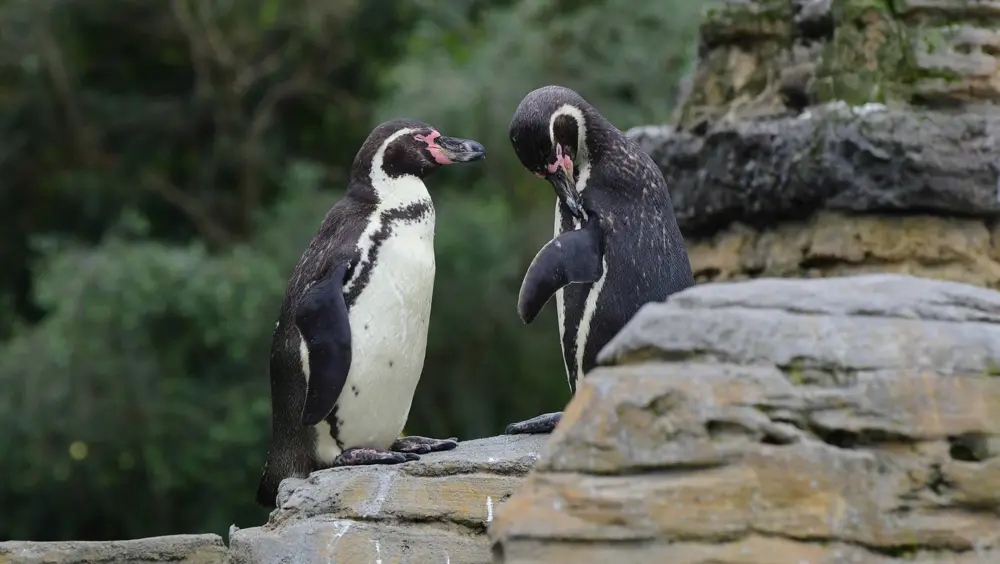 Penguins at Woodland Park Zoo, a popular thing to do in Seattle.