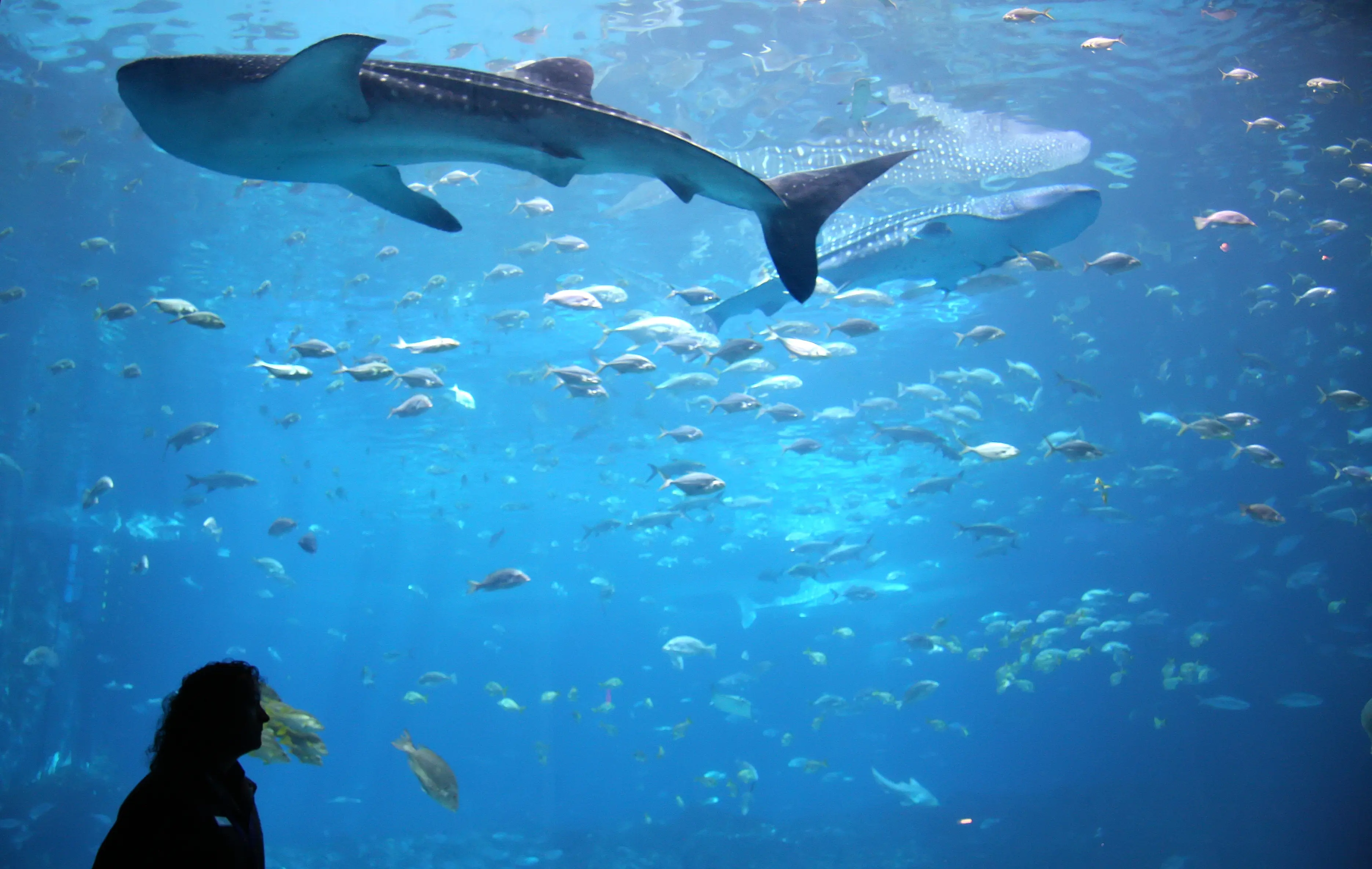 Image of a woman watching a whale shark swim overhead in a tank at the Georgia Aquarium.