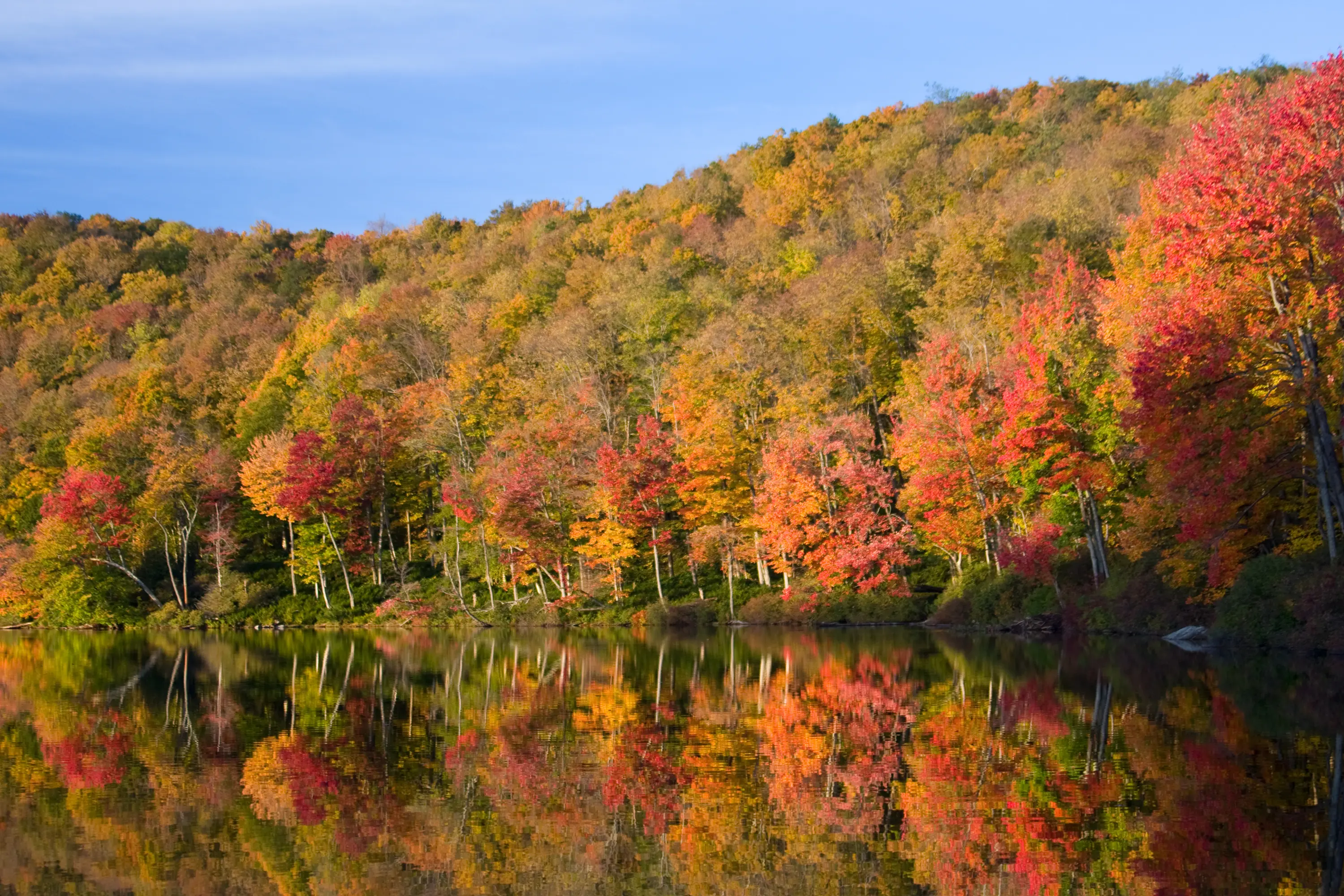 fall foliage trees water autumn