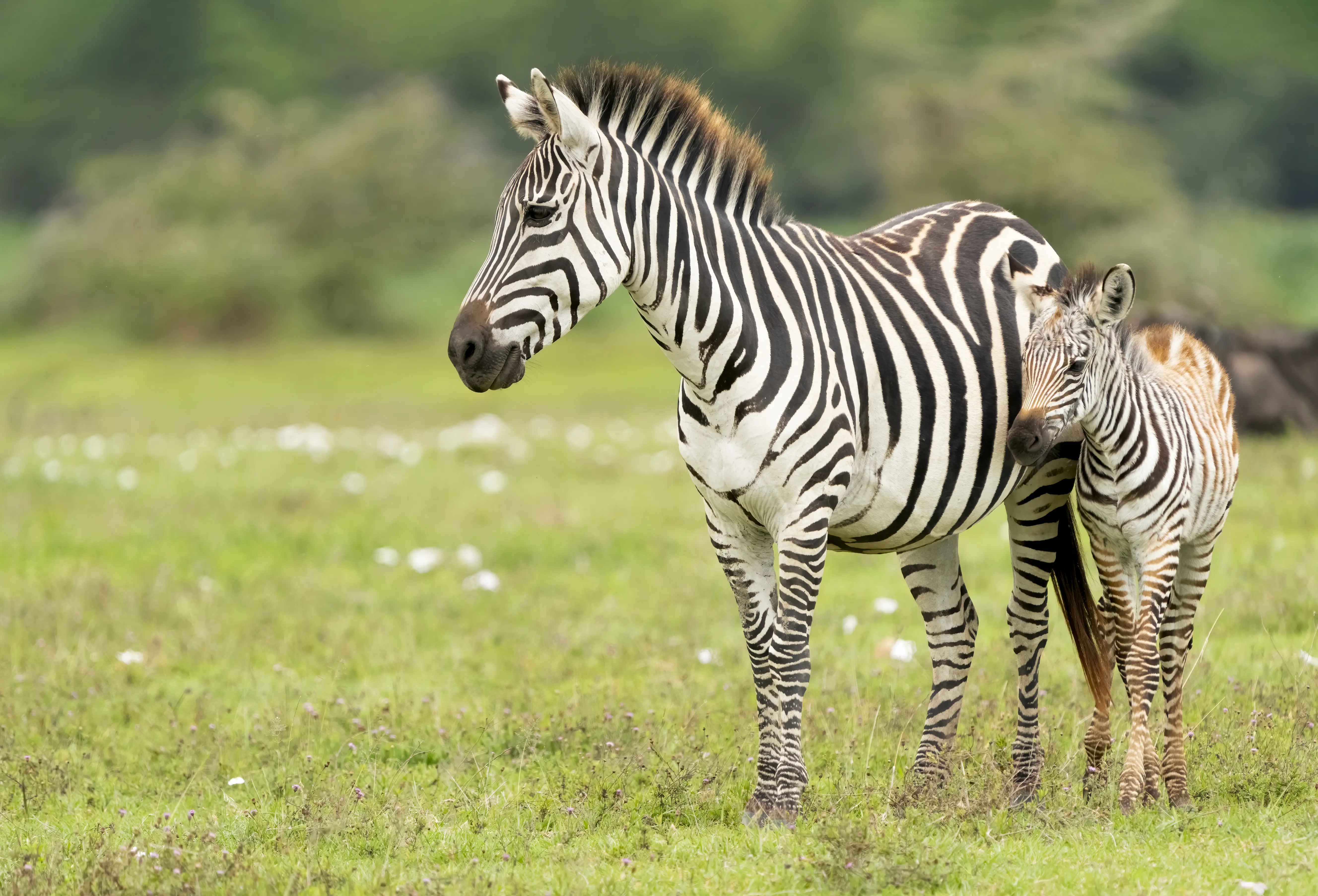 Image of a Zebra standing with its baby.