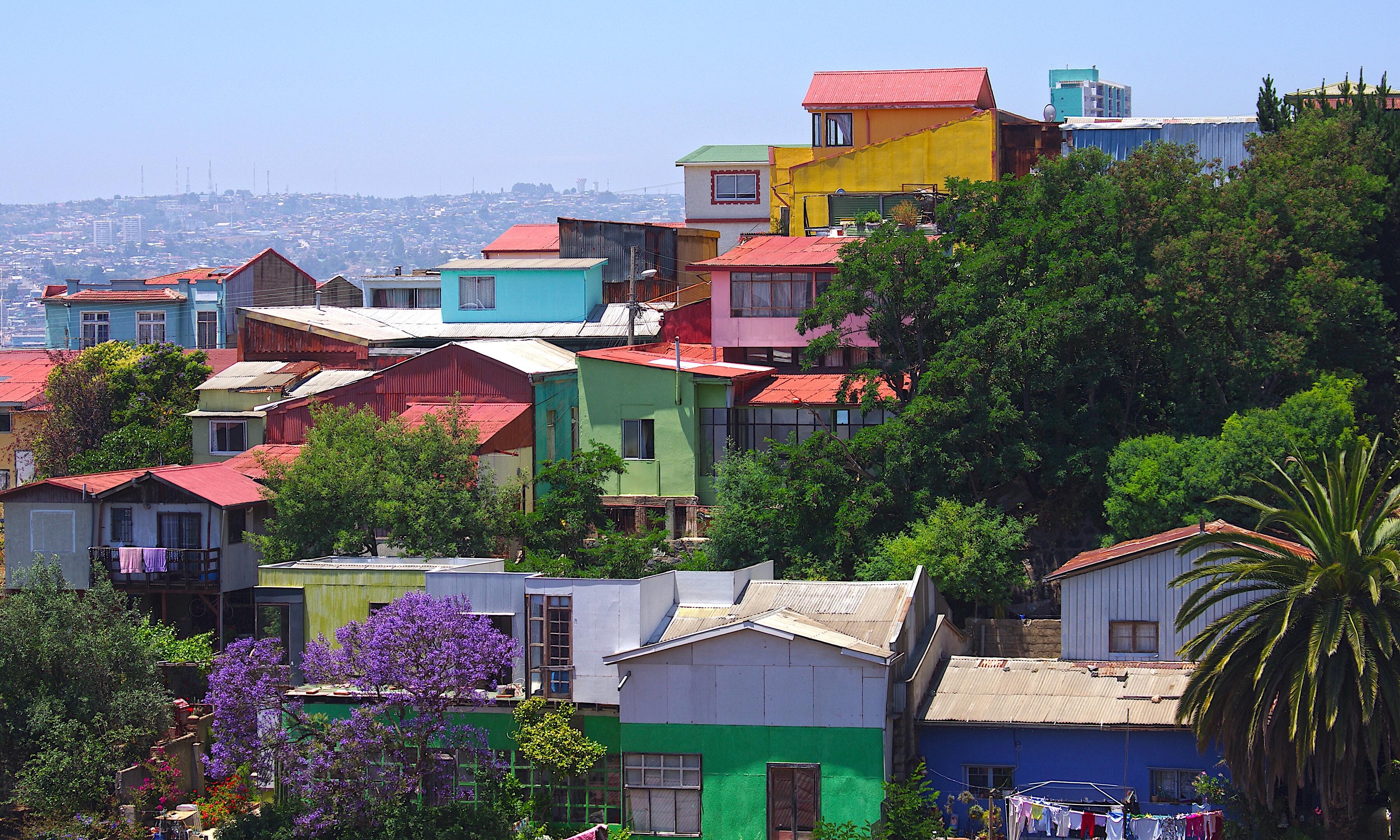 Photo of Valparaiso and jacaranda tree