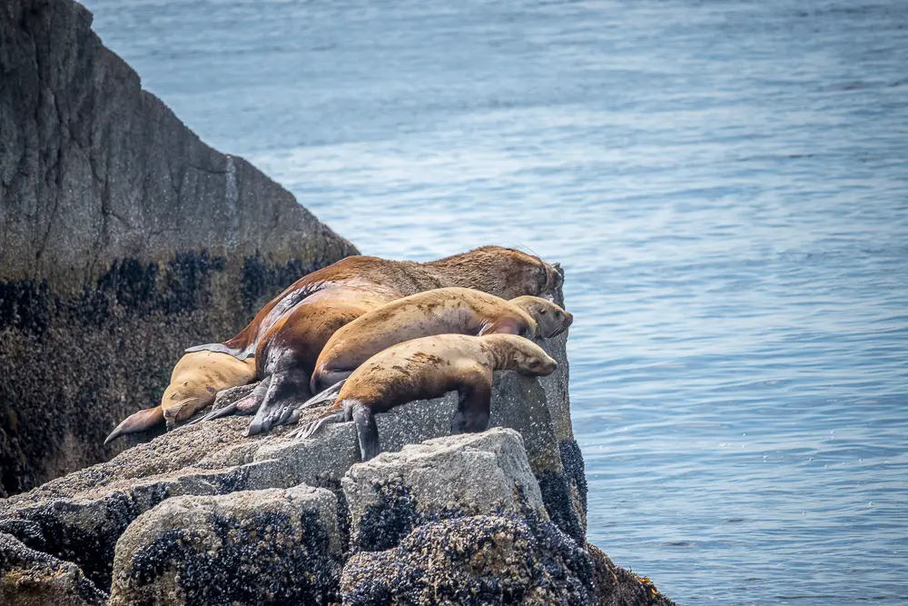 Rocks, Seals, Ocean