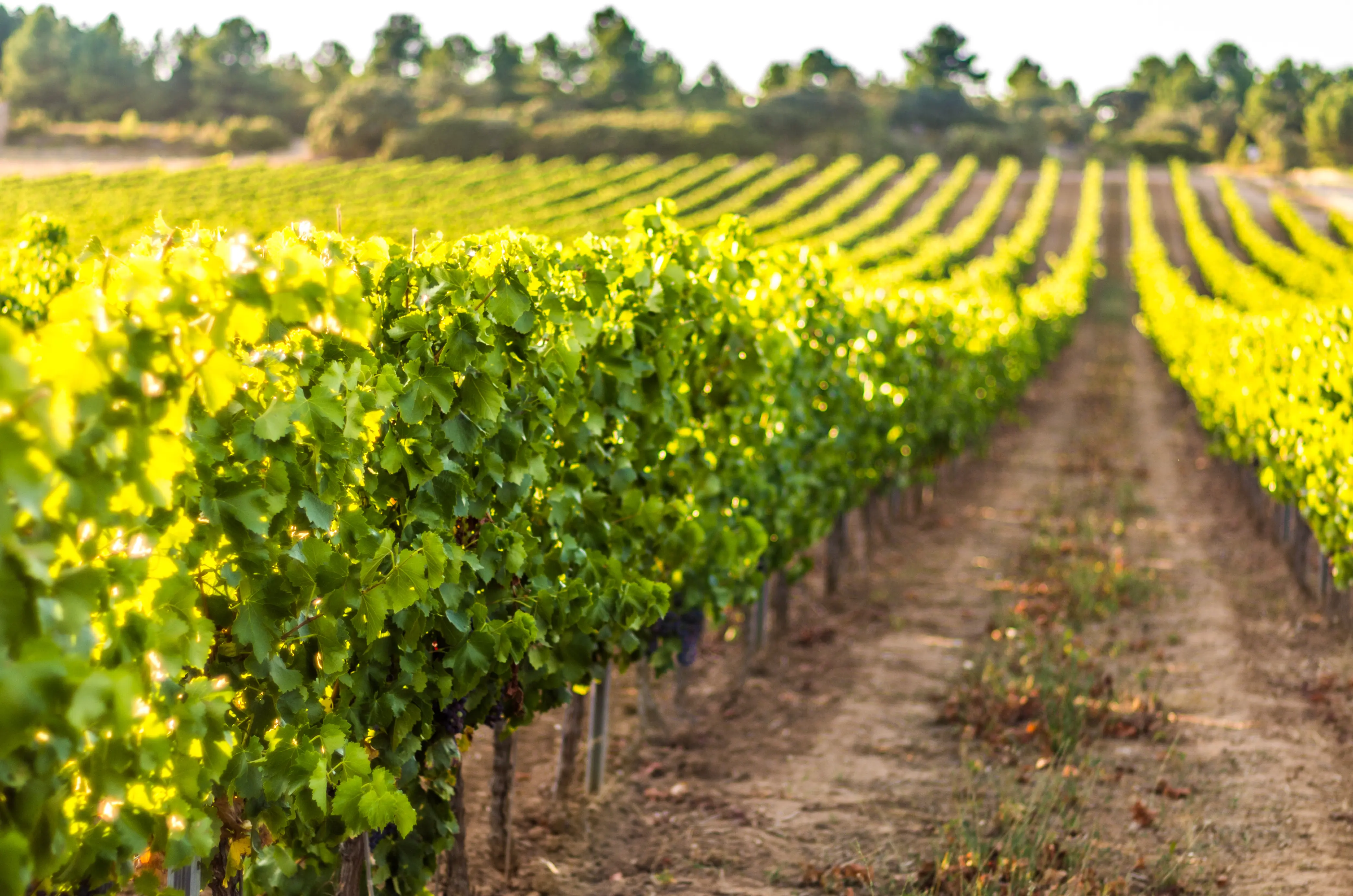Vineyard in Penedes wine region