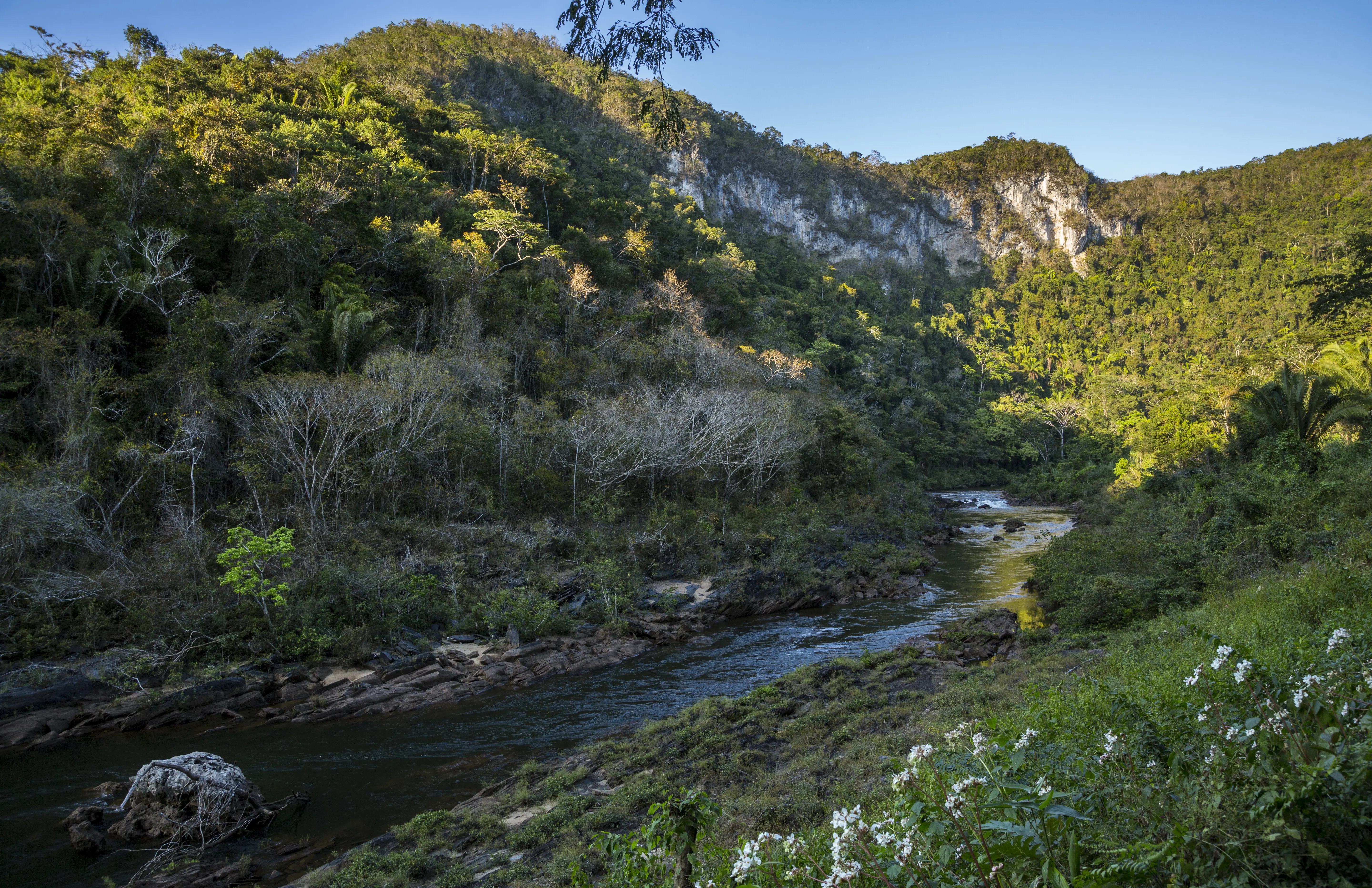 Image of the Macal River in Belizean Jungle.