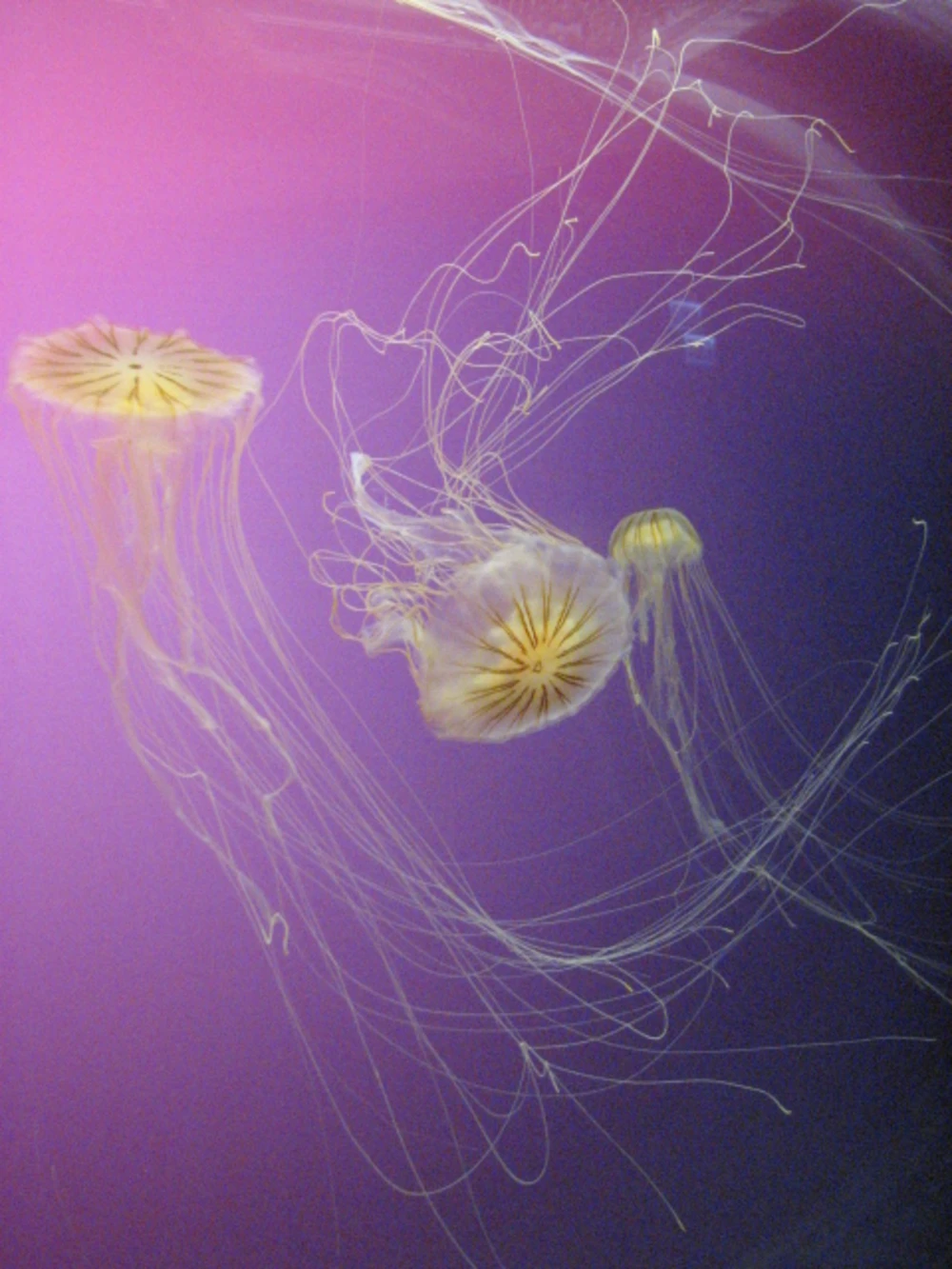 several jellyfish and tentacles showing on pink/purple background