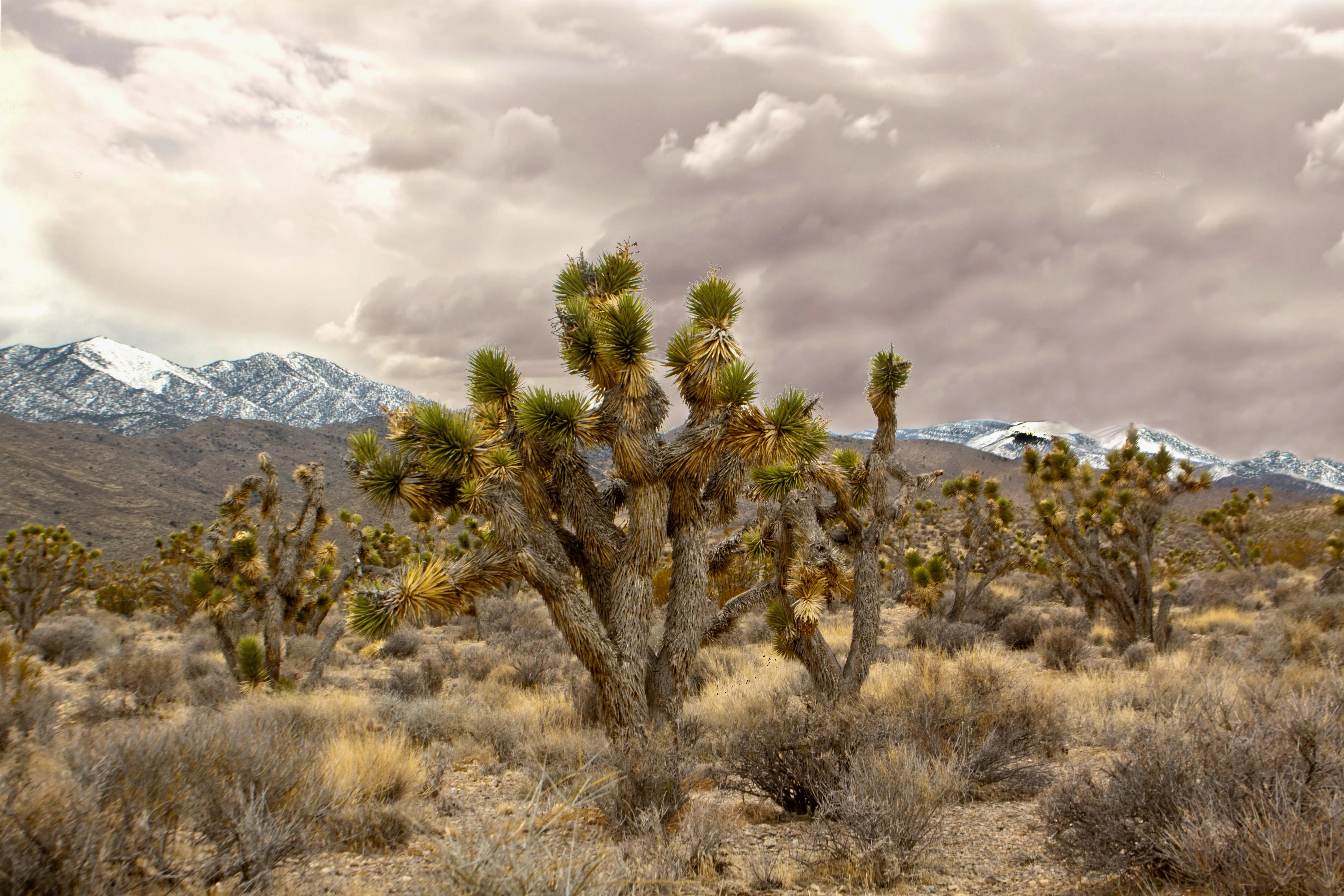 Image of the wilderness landscape of Spring Mountains National Recreation Area.