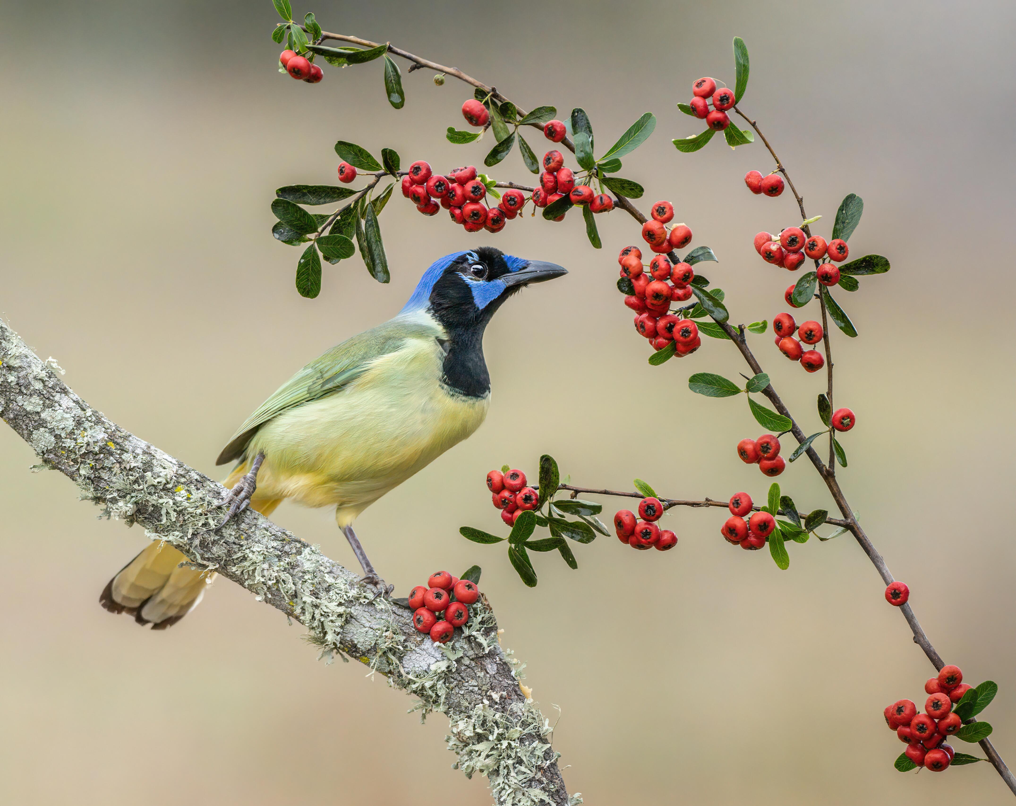 Image of a Bulbul bird and persimmon, McAllen, Texas.