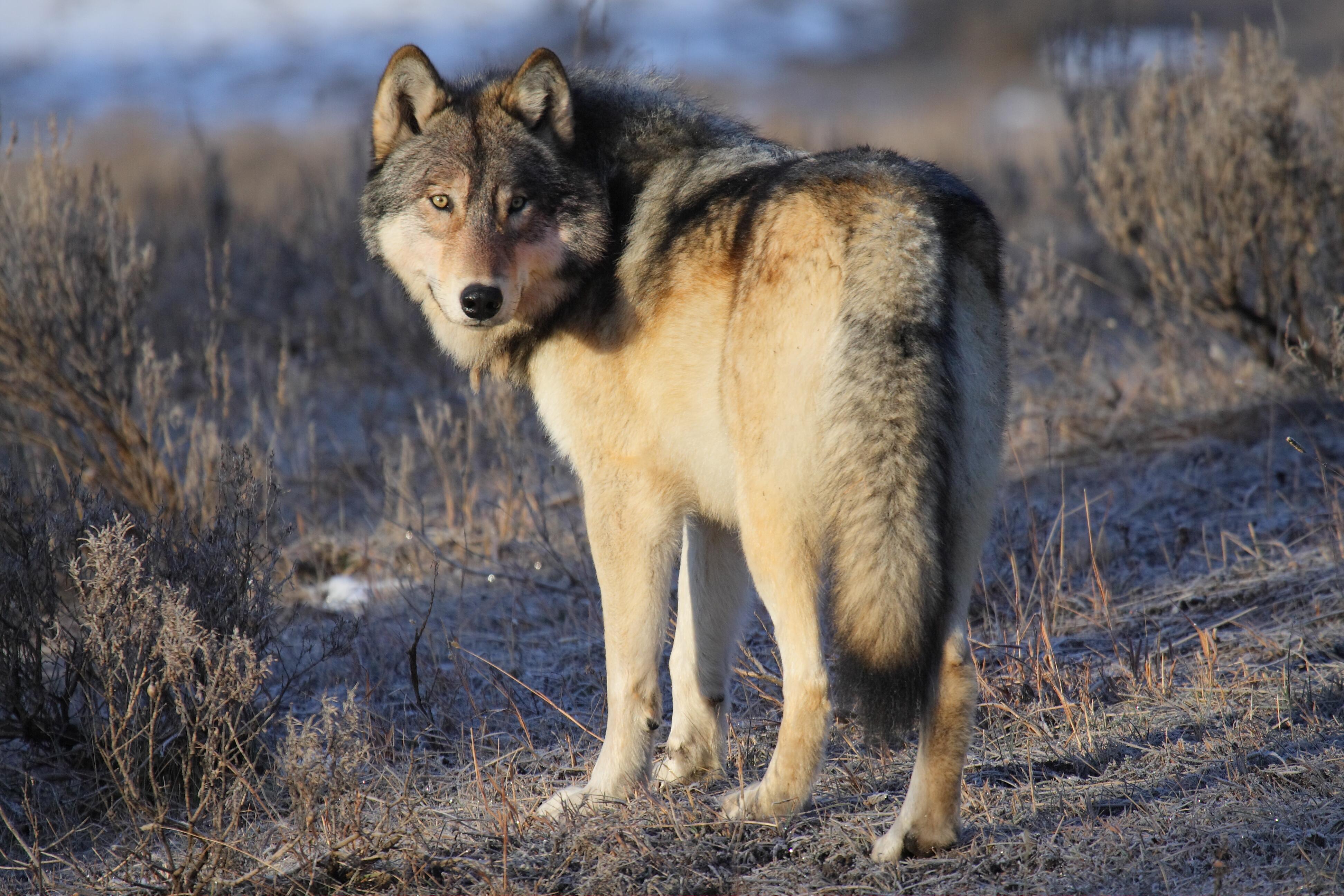 Close-up view of a gray wolf in the wild looking back at the camera in Yellowstone National Park