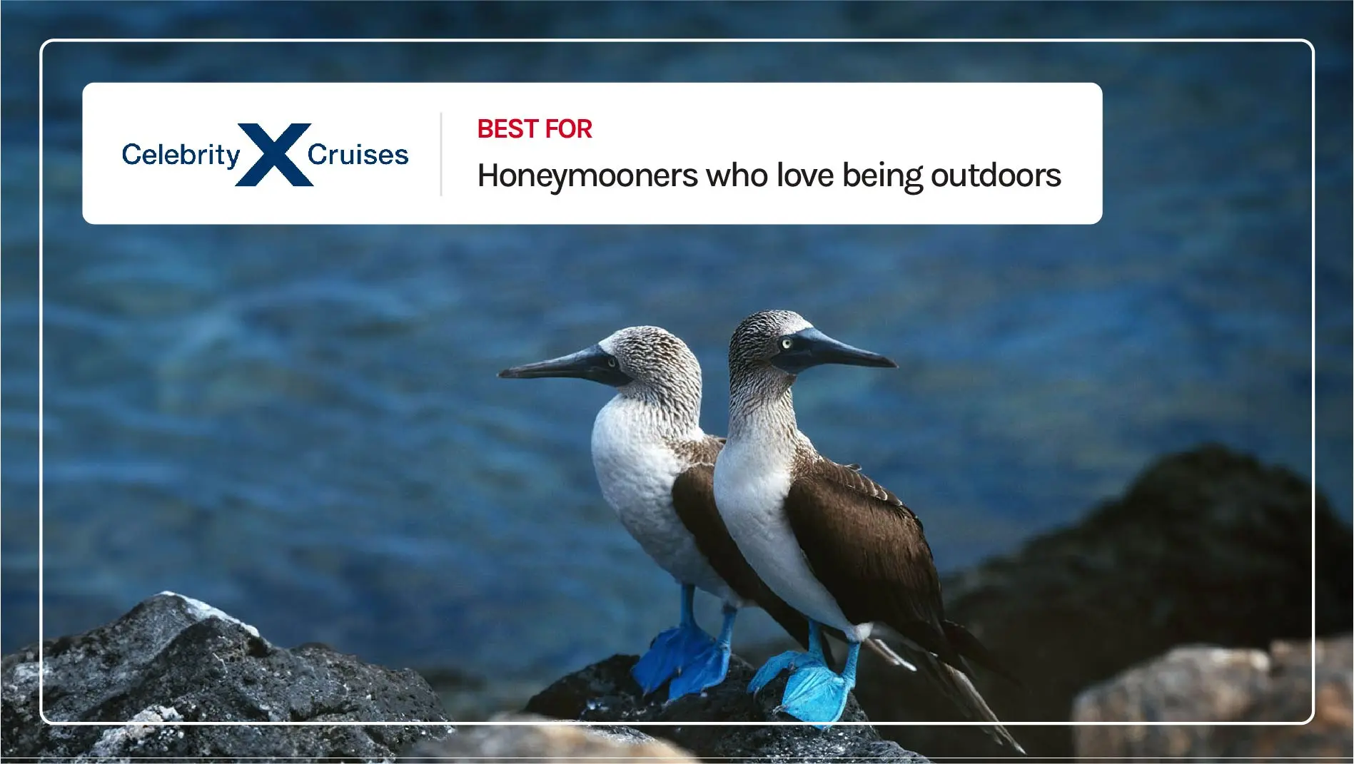 Blue-footed boobies in the Galapagos Islands.