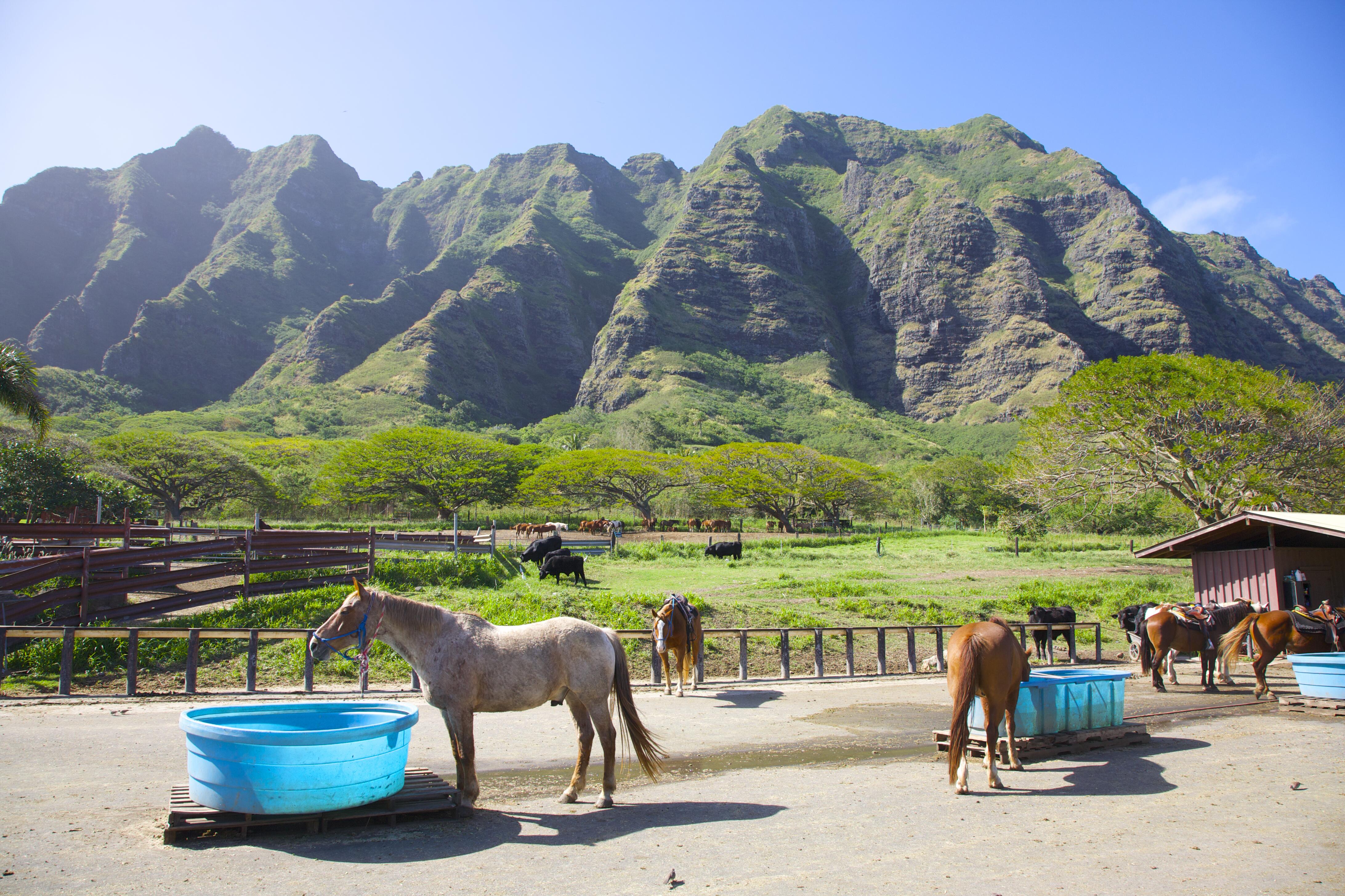 Outdoor picture of Kualoa Ranch in Honolulu, Hawaii