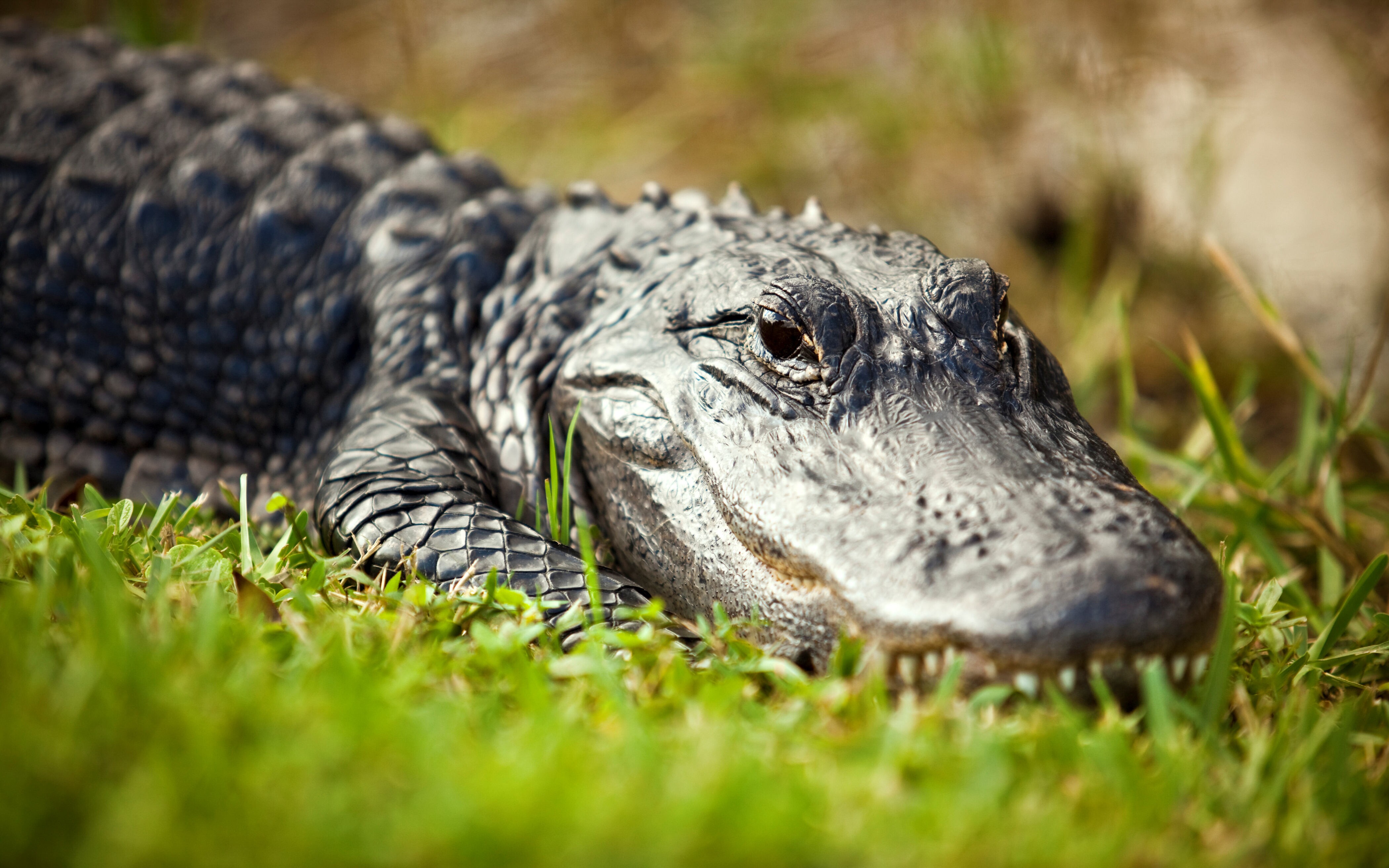 Everglades National Park Scenic Road Road Trip