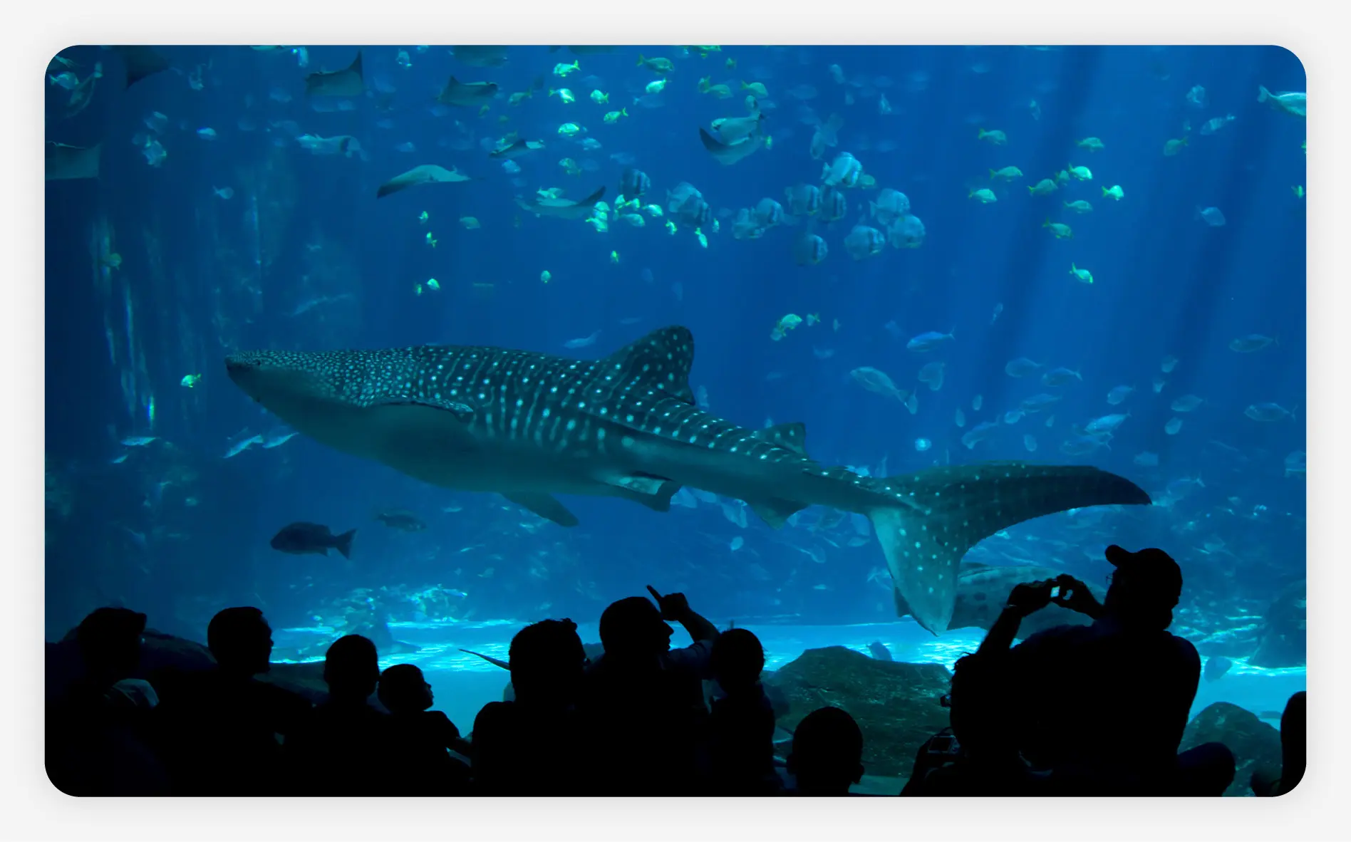 Visitors admiring the whale sharks at the New England Aquarium.