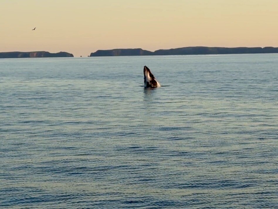 Humpback whale breaching ocean surface in Santa Barbara, California