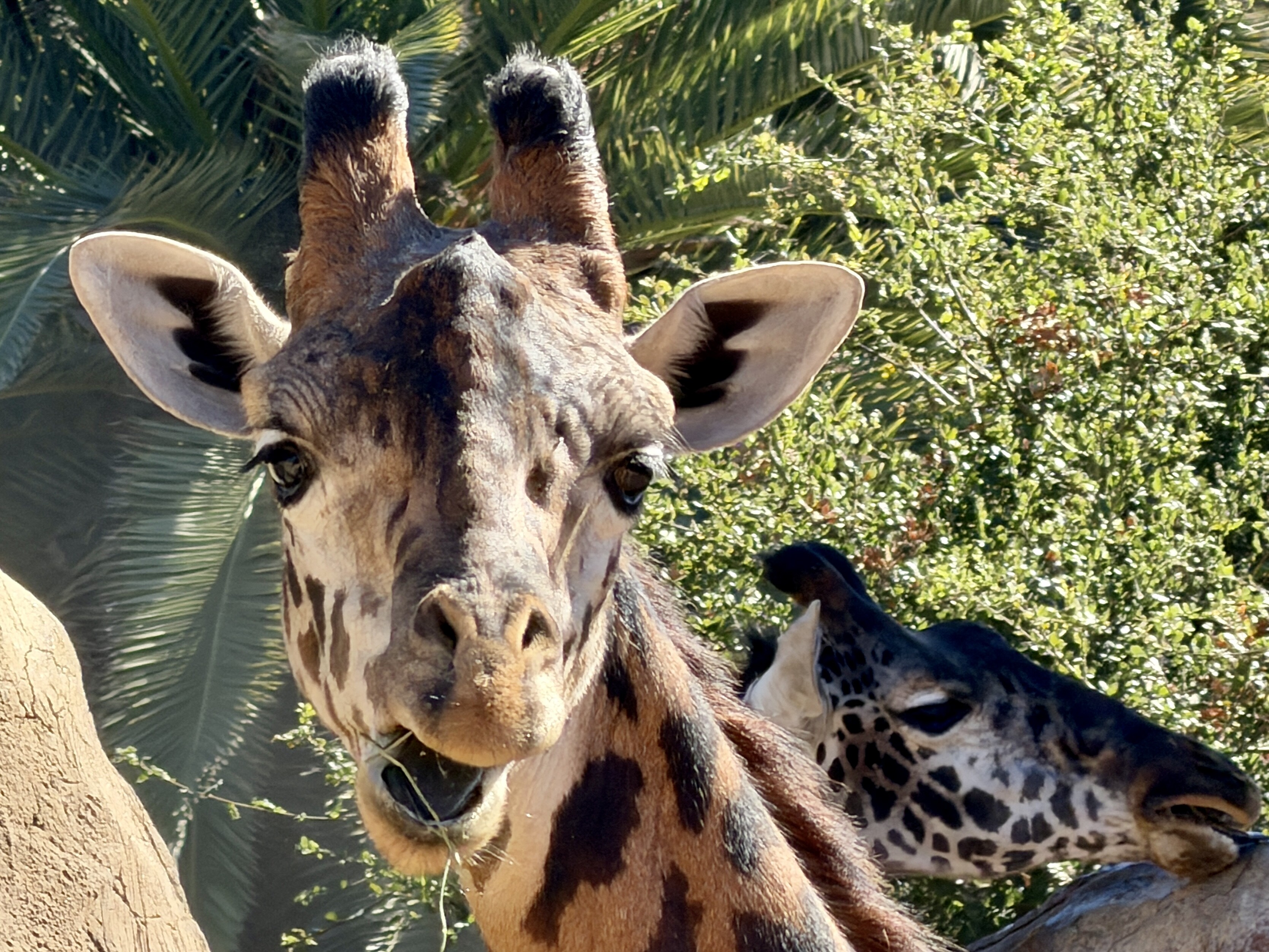 Close up of giraffe's face while it chews on leaves.
