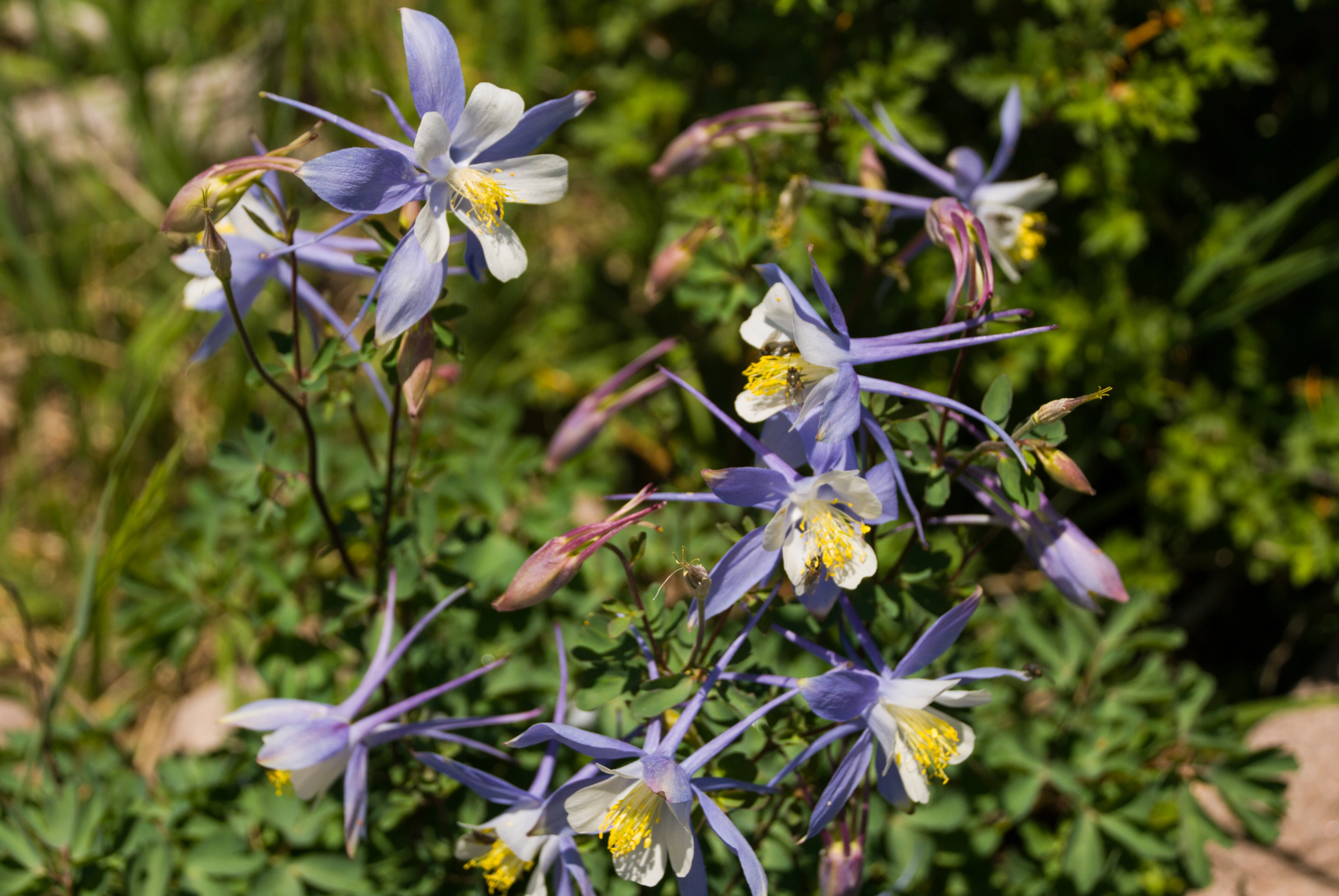 Cedar Breaks Scenic Byway Road Trip