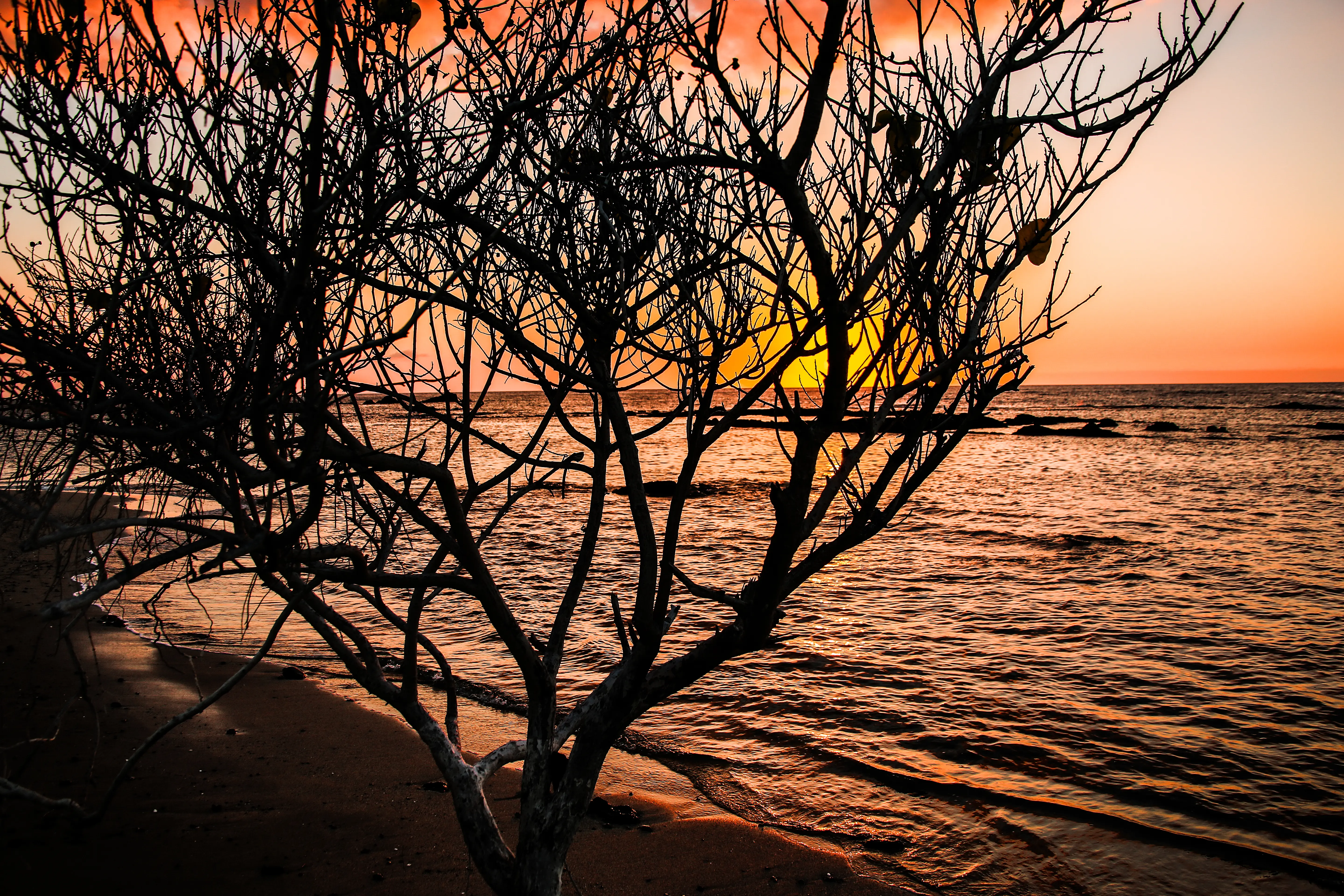 Image of the sunset shining through a bush on the shore of Kailua-Kona, Hawaii.
